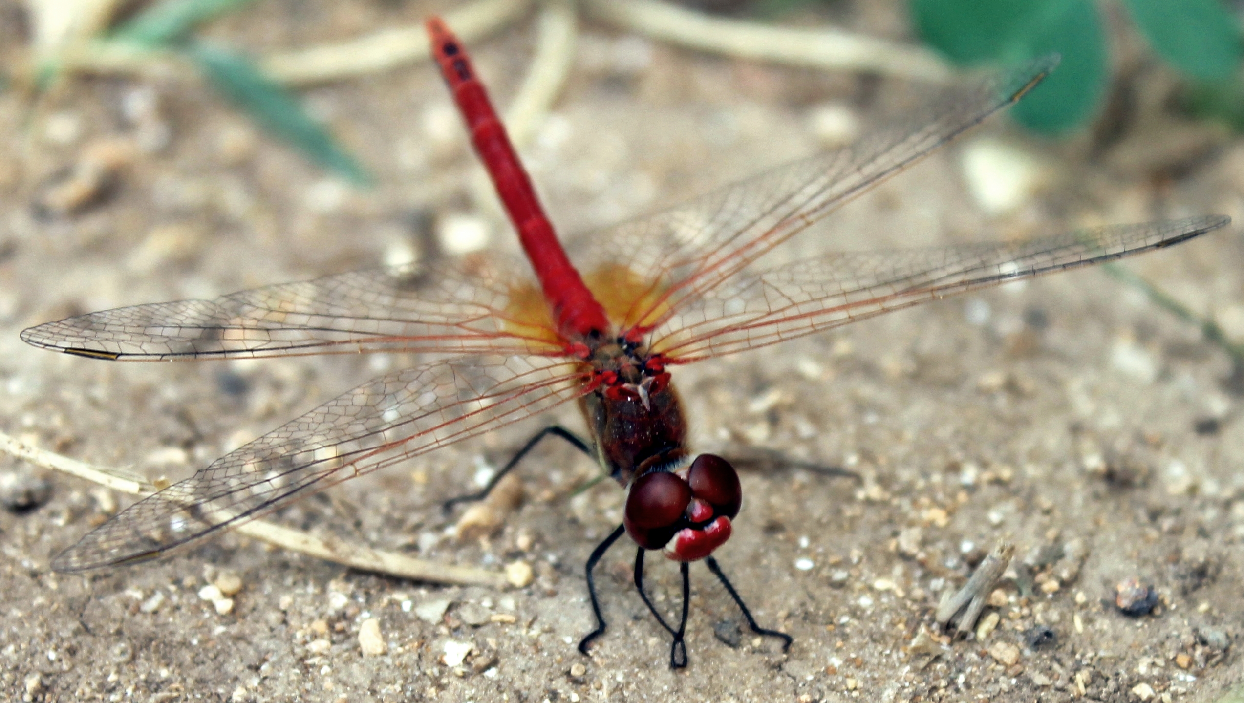 Libellula