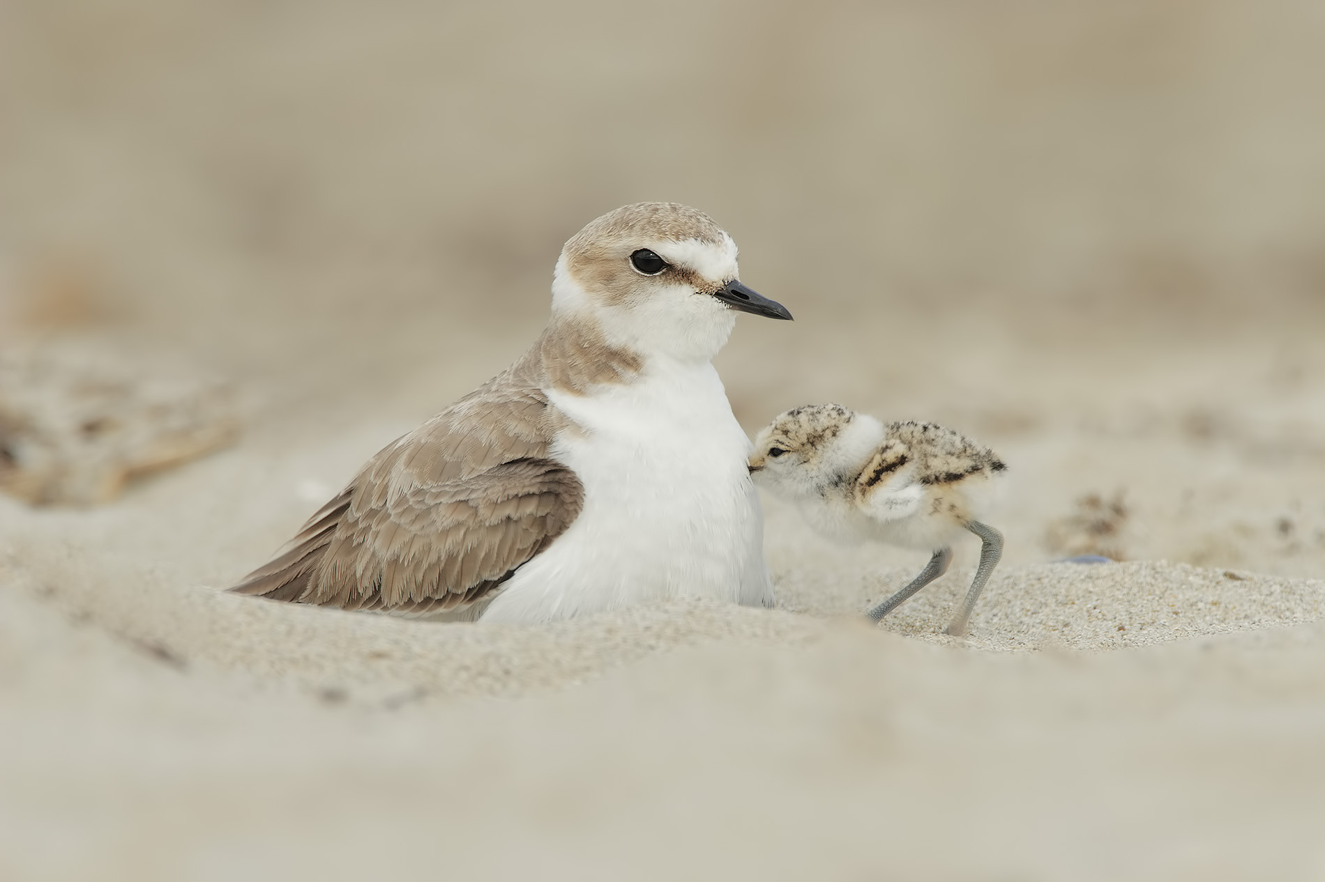 Fratino with a bottle