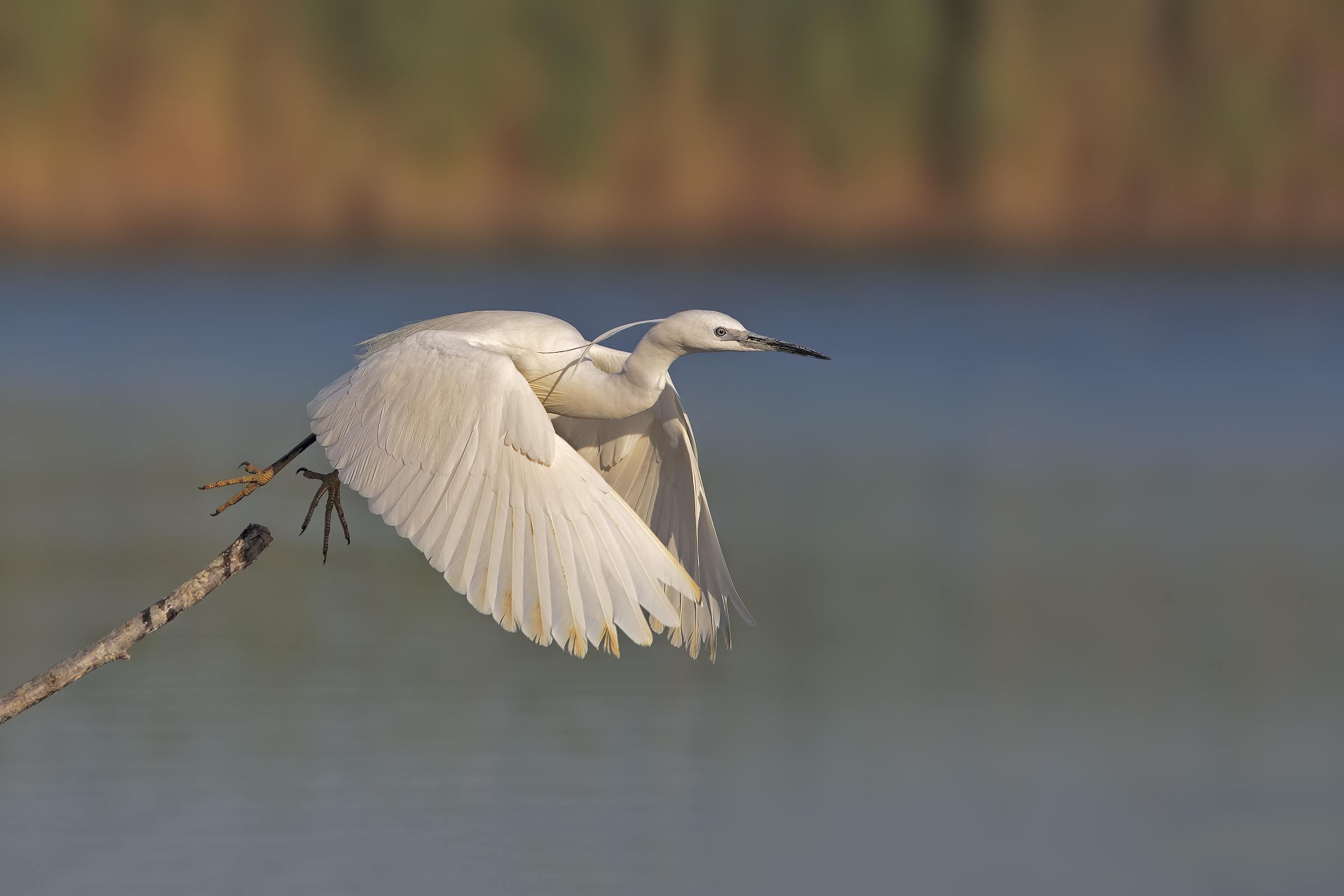 Egret