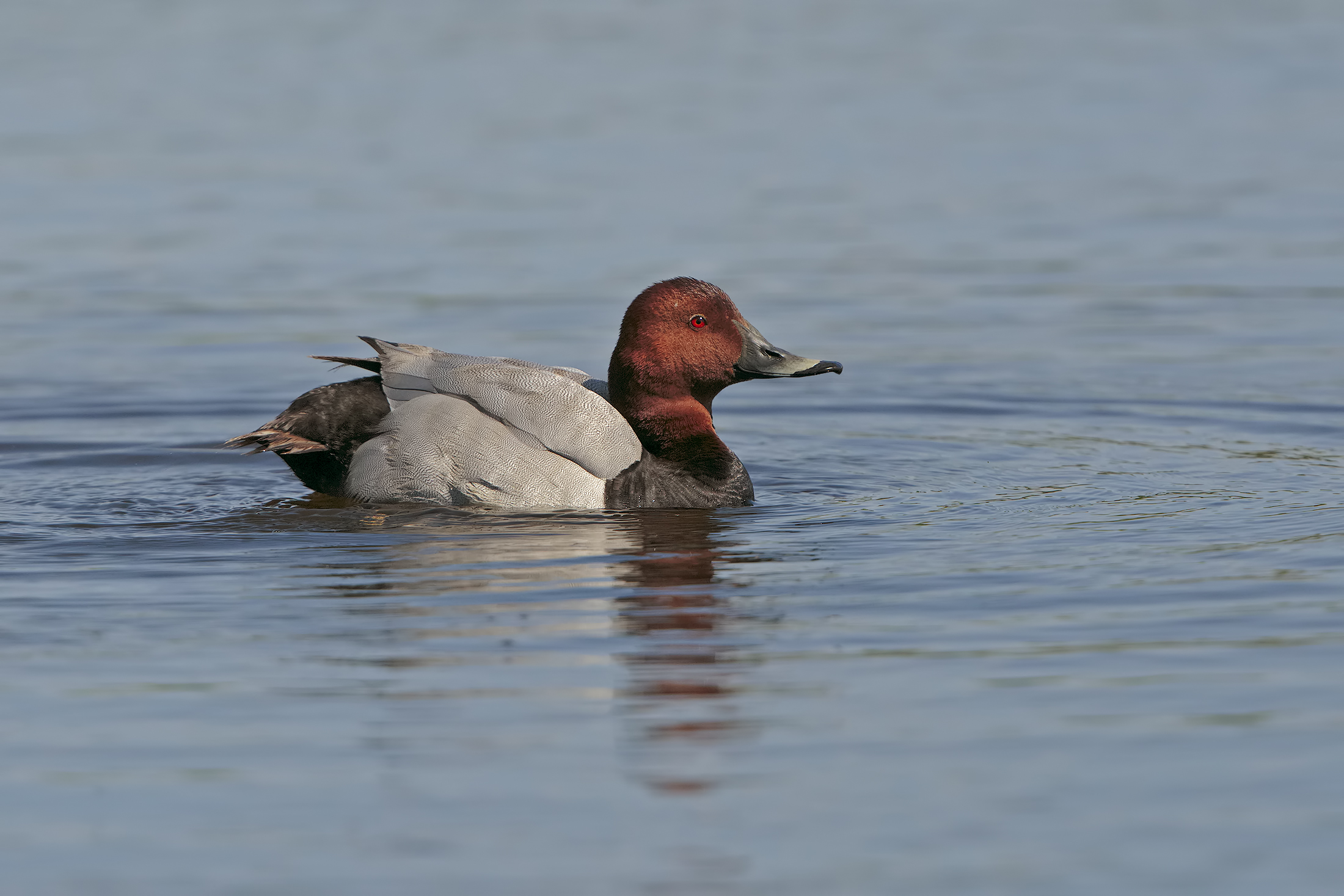 Pochard