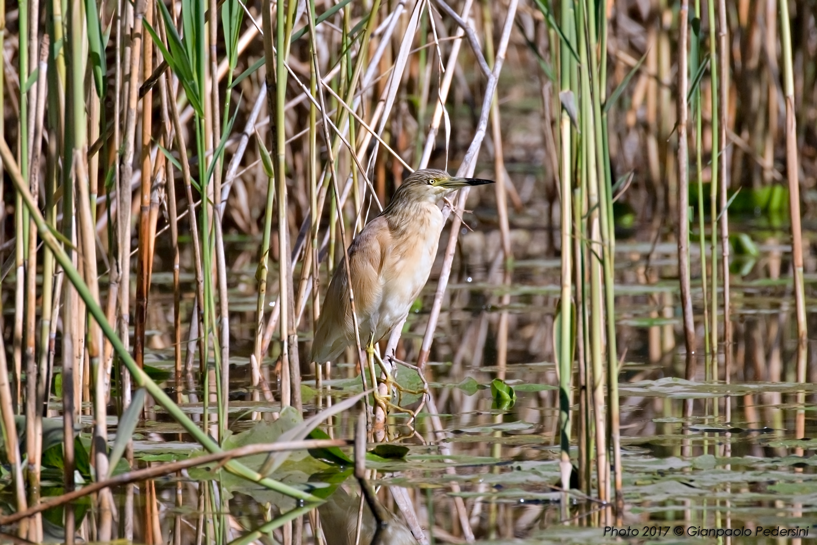 Sgarza ciuffetto (01)