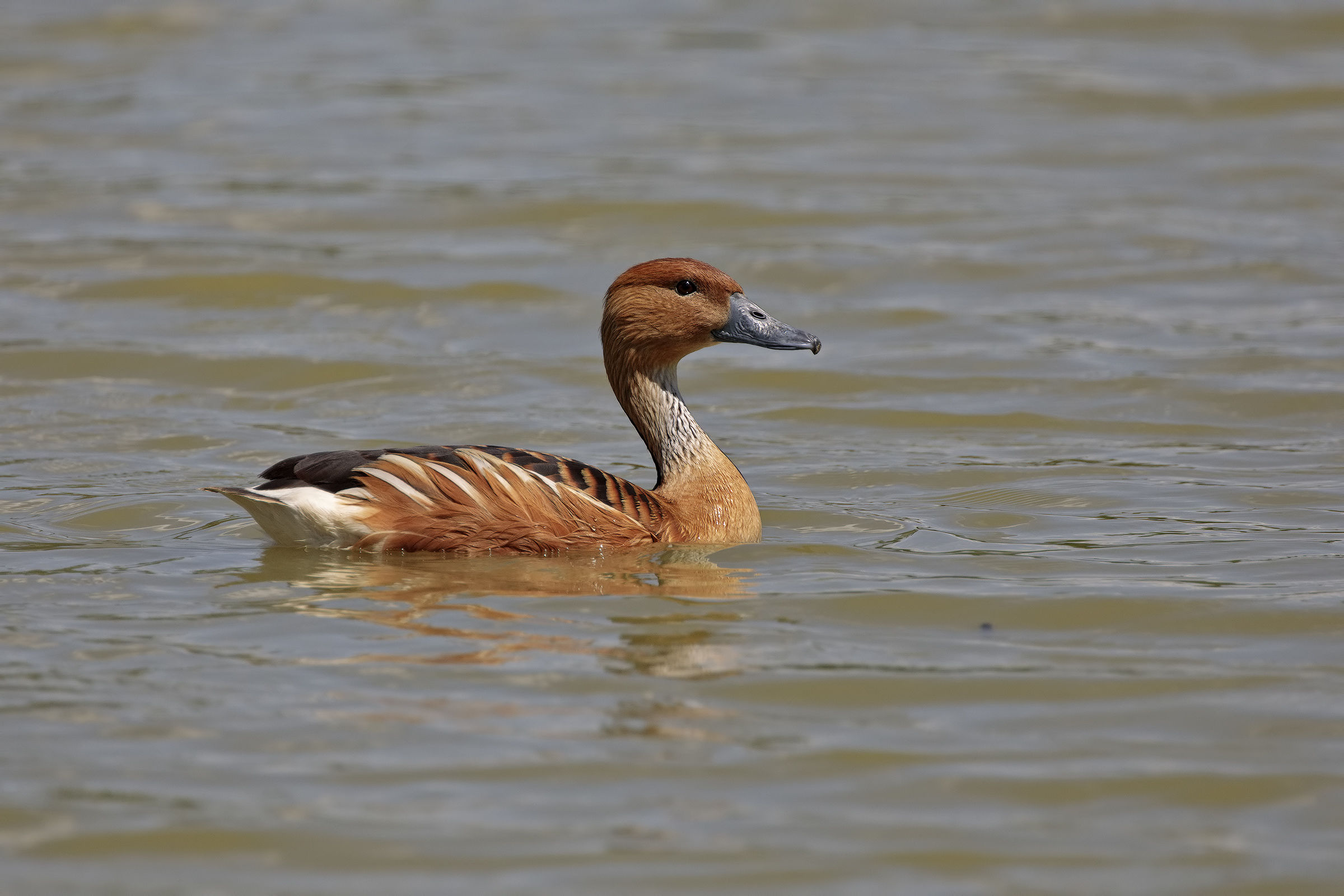 Anatra fischiatrice fulva