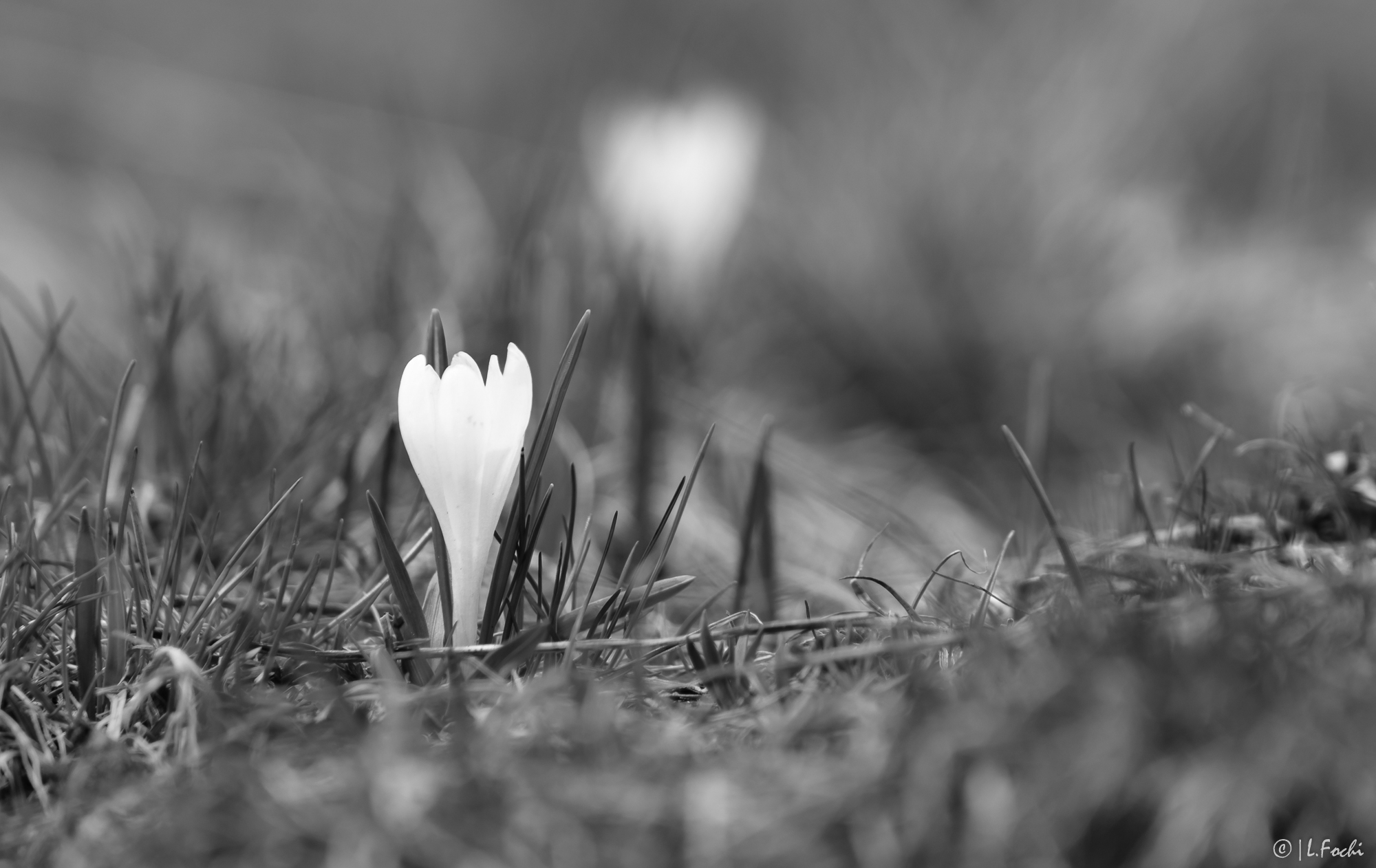 Crocus