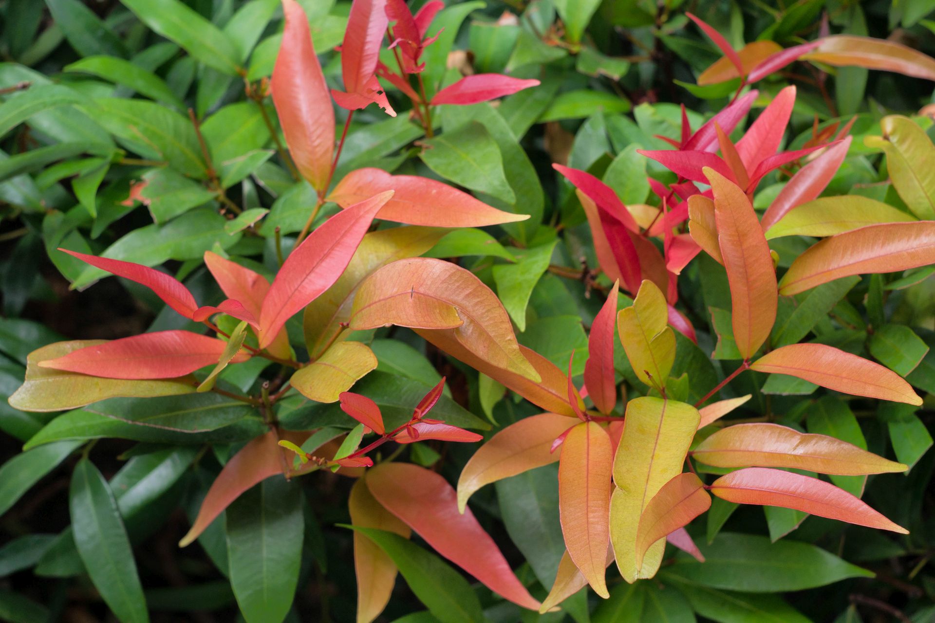 Unknown Ornamental Plant