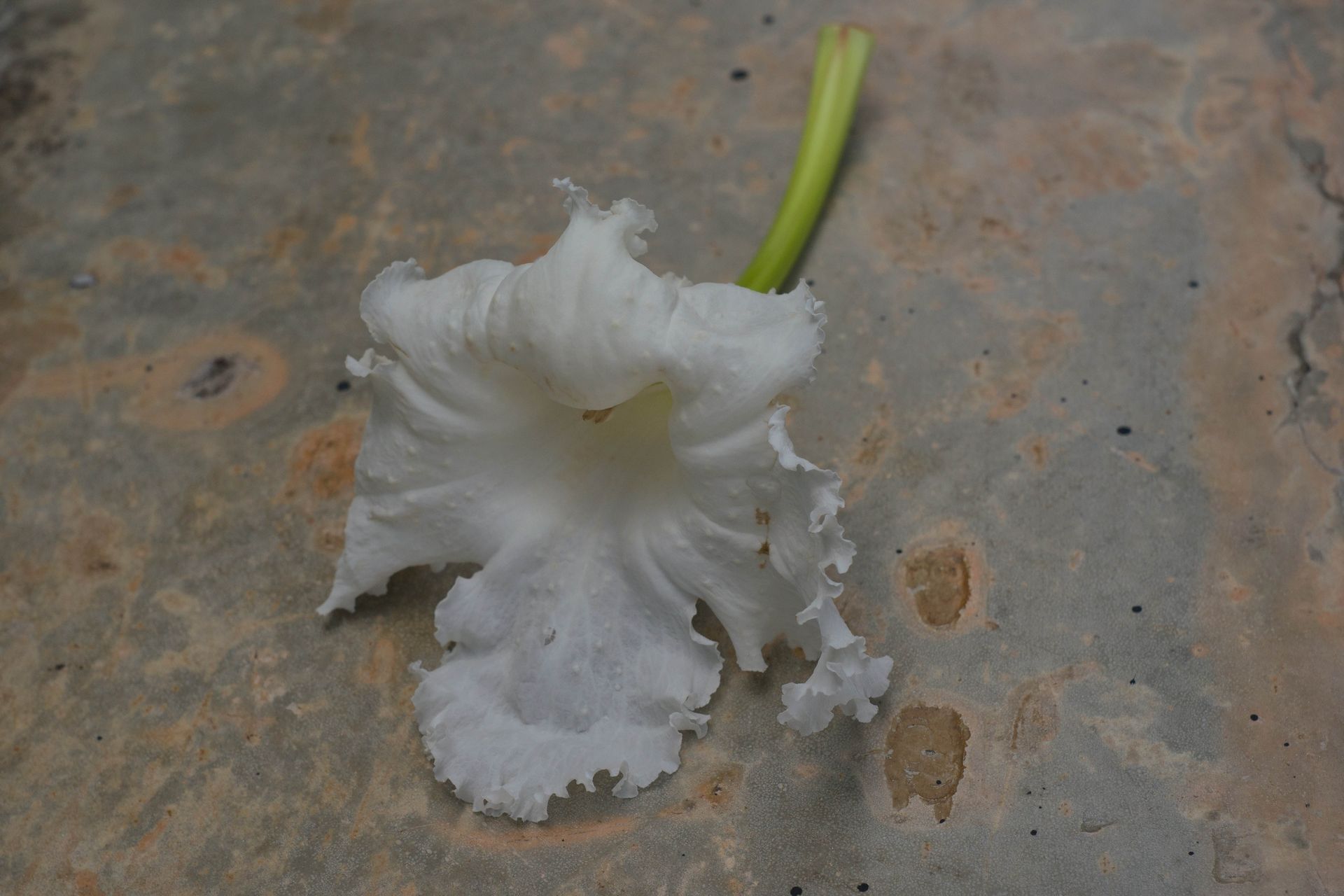 Castoff; Sunt Lacrimae Rerum