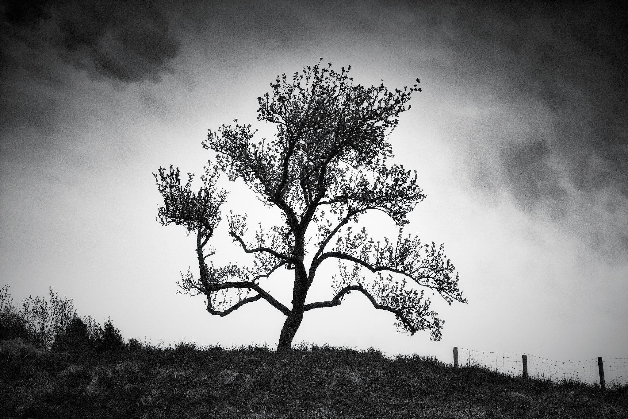 The tree on the hill