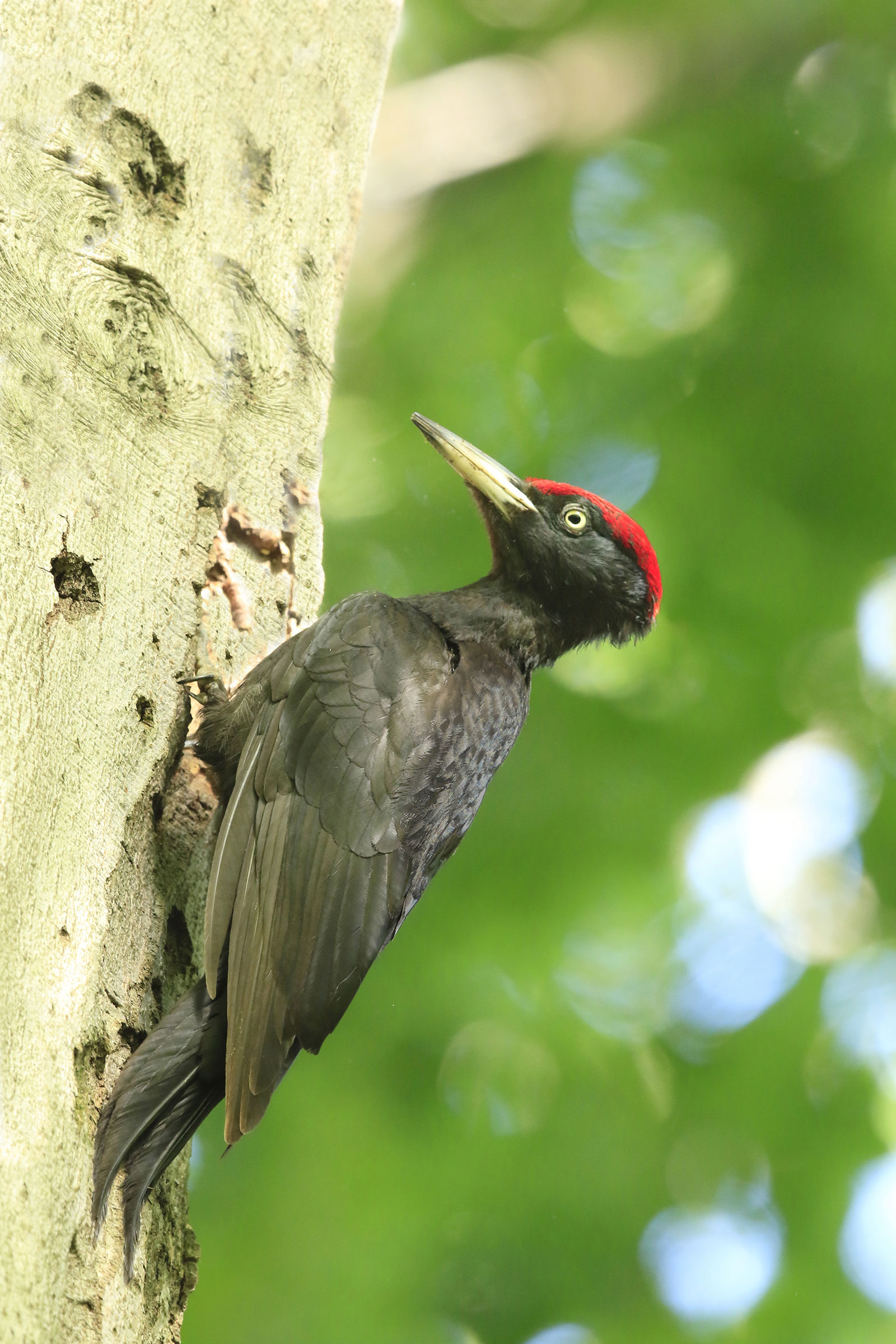 Black Woodpecker, Piedmont May 2017