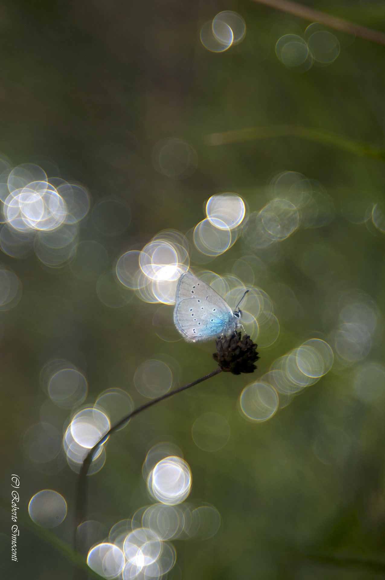 Bokeh rings 2