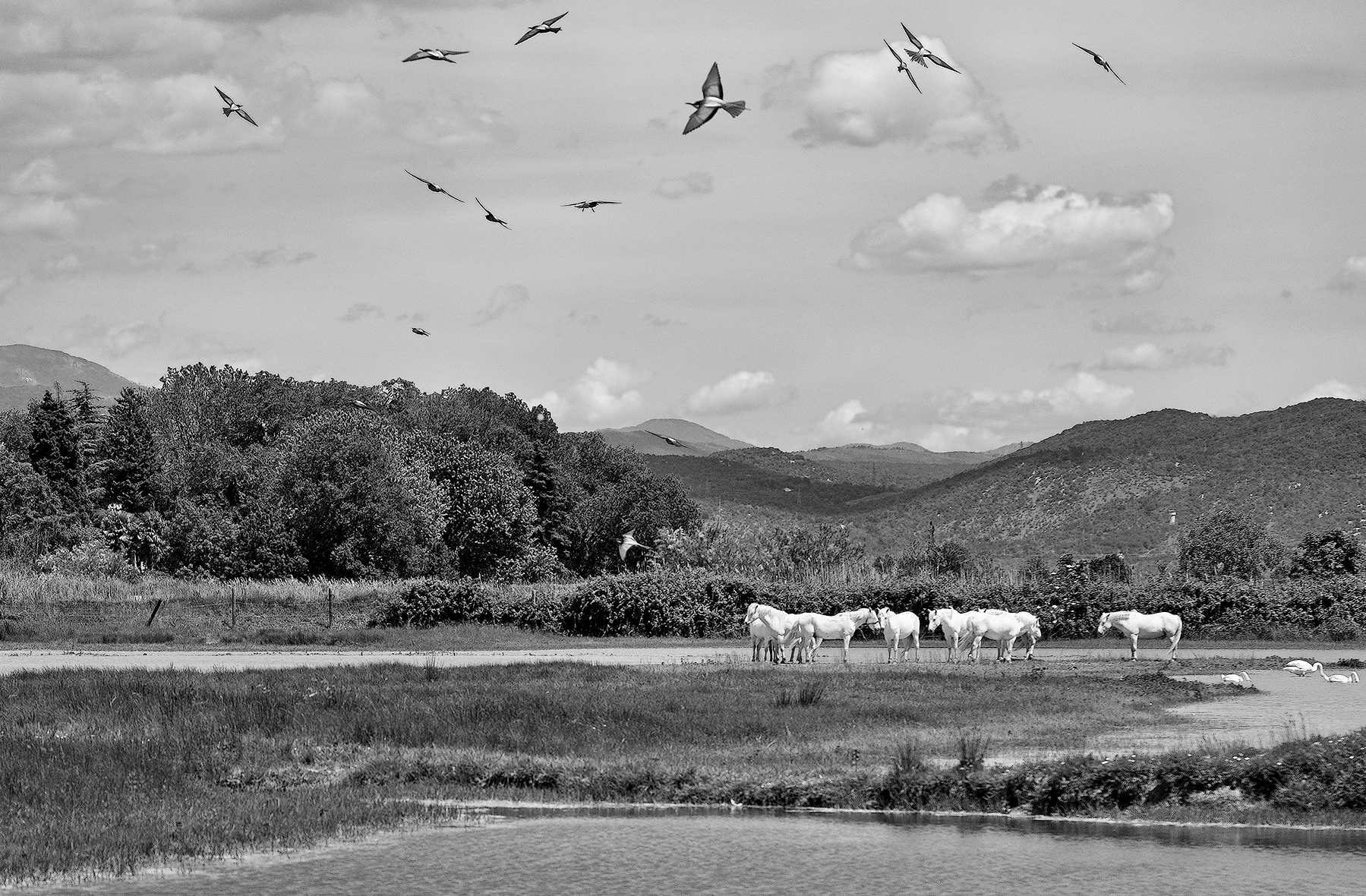 I gruccioni all' isola della Cona