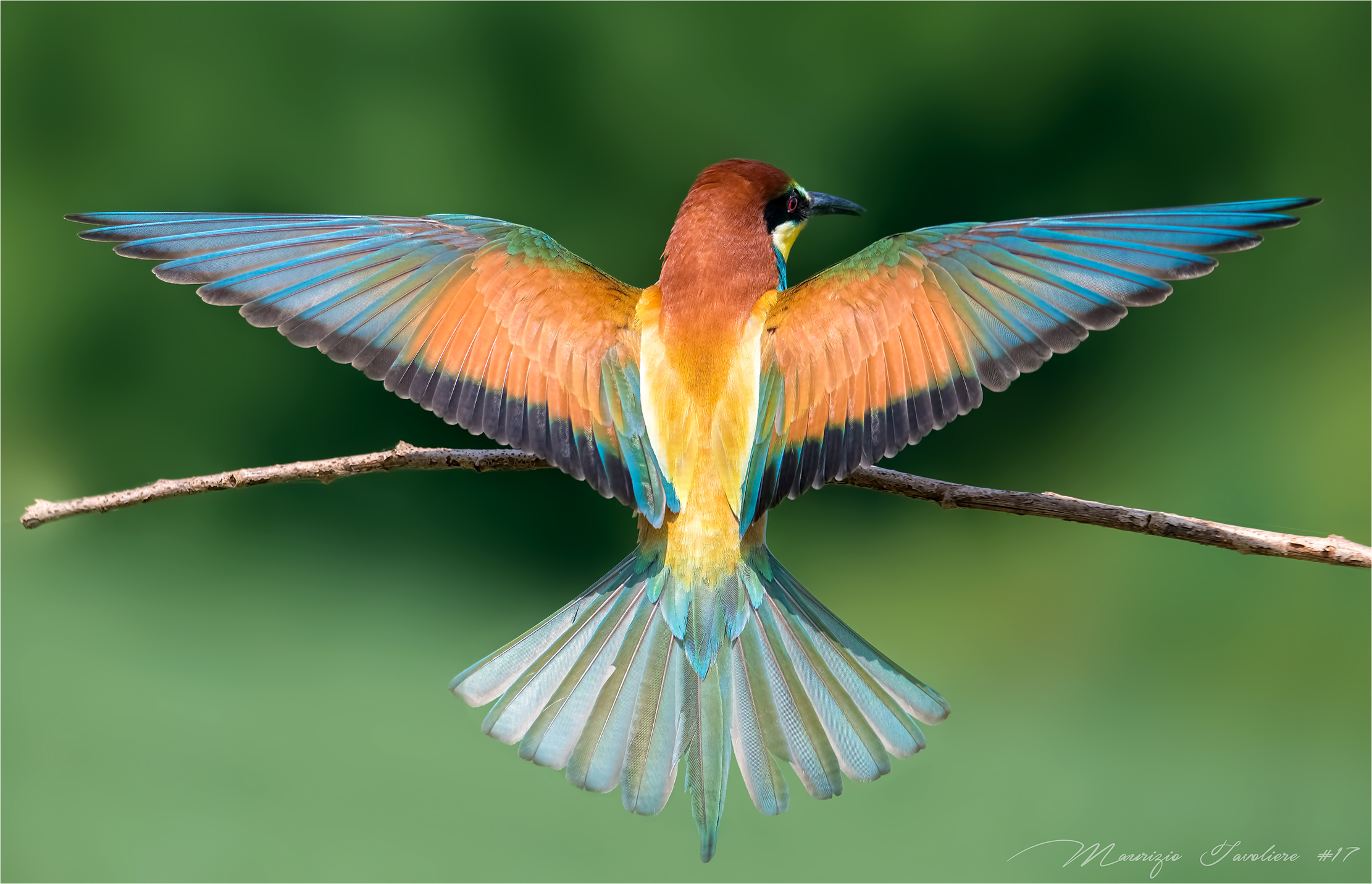 Gruccione in arrivo ..