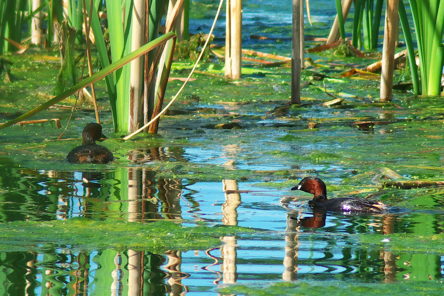 Little grebes