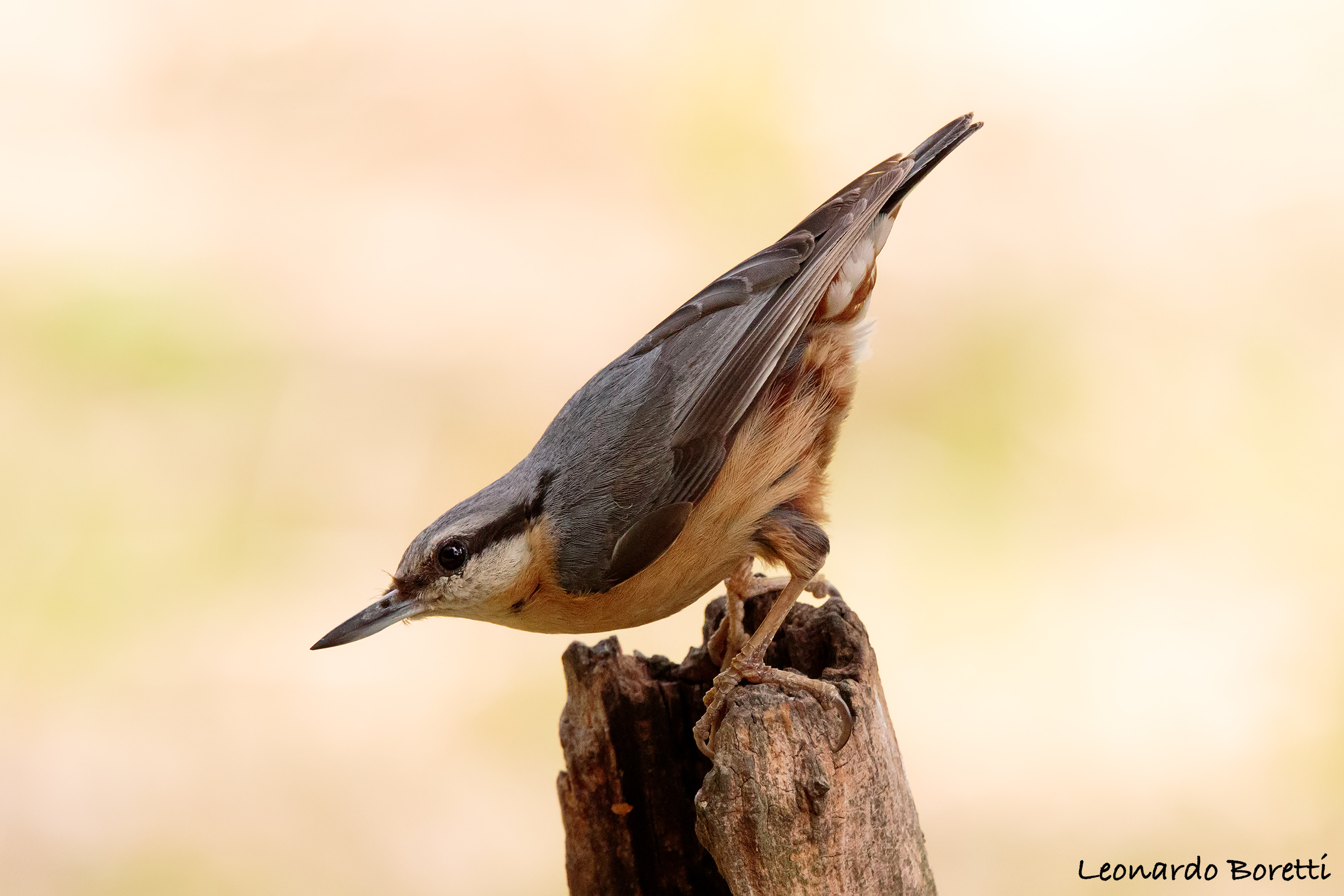 Woodpecker Bricklayer