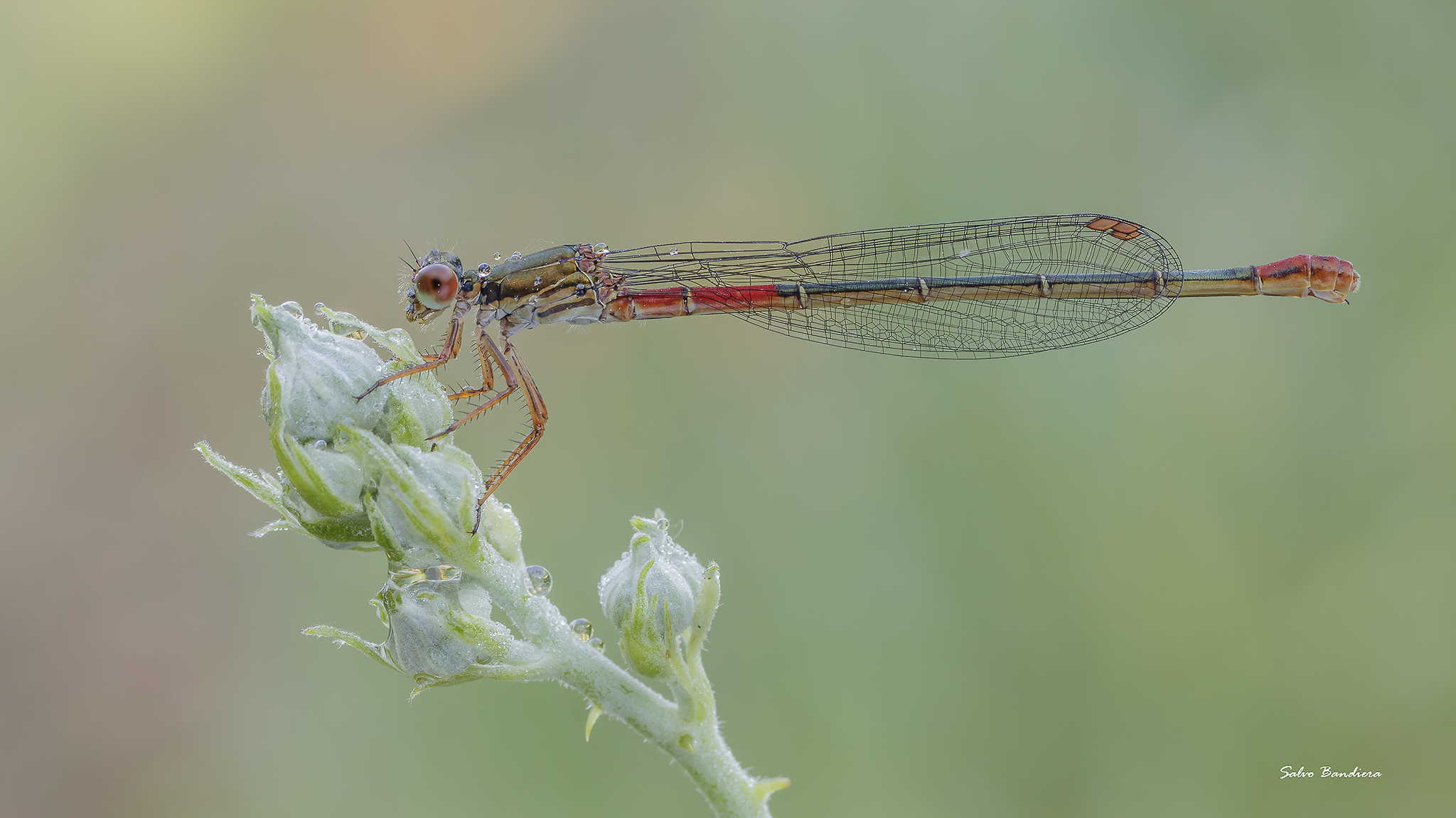 Ceriagrion tenellum femm.