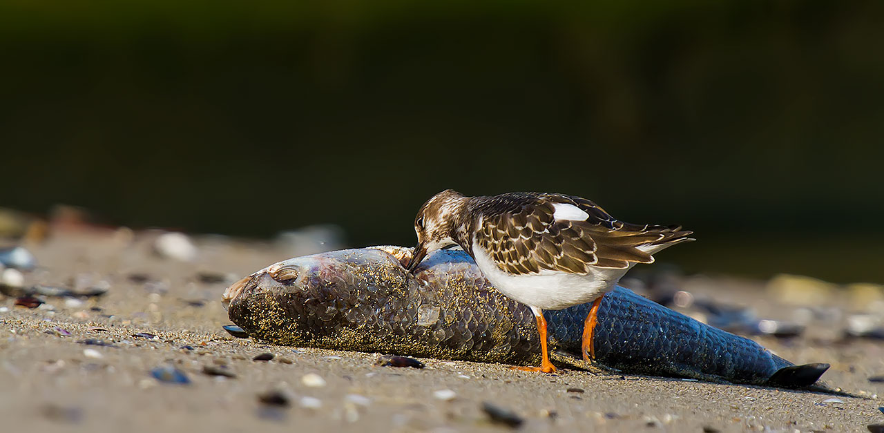 ecco qua un bel pranzetto !!!