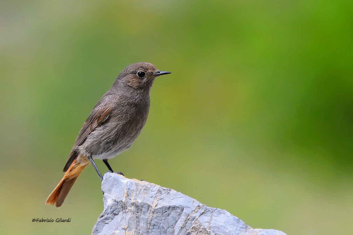 Chihuahua f (Phoenicurus ochruros)