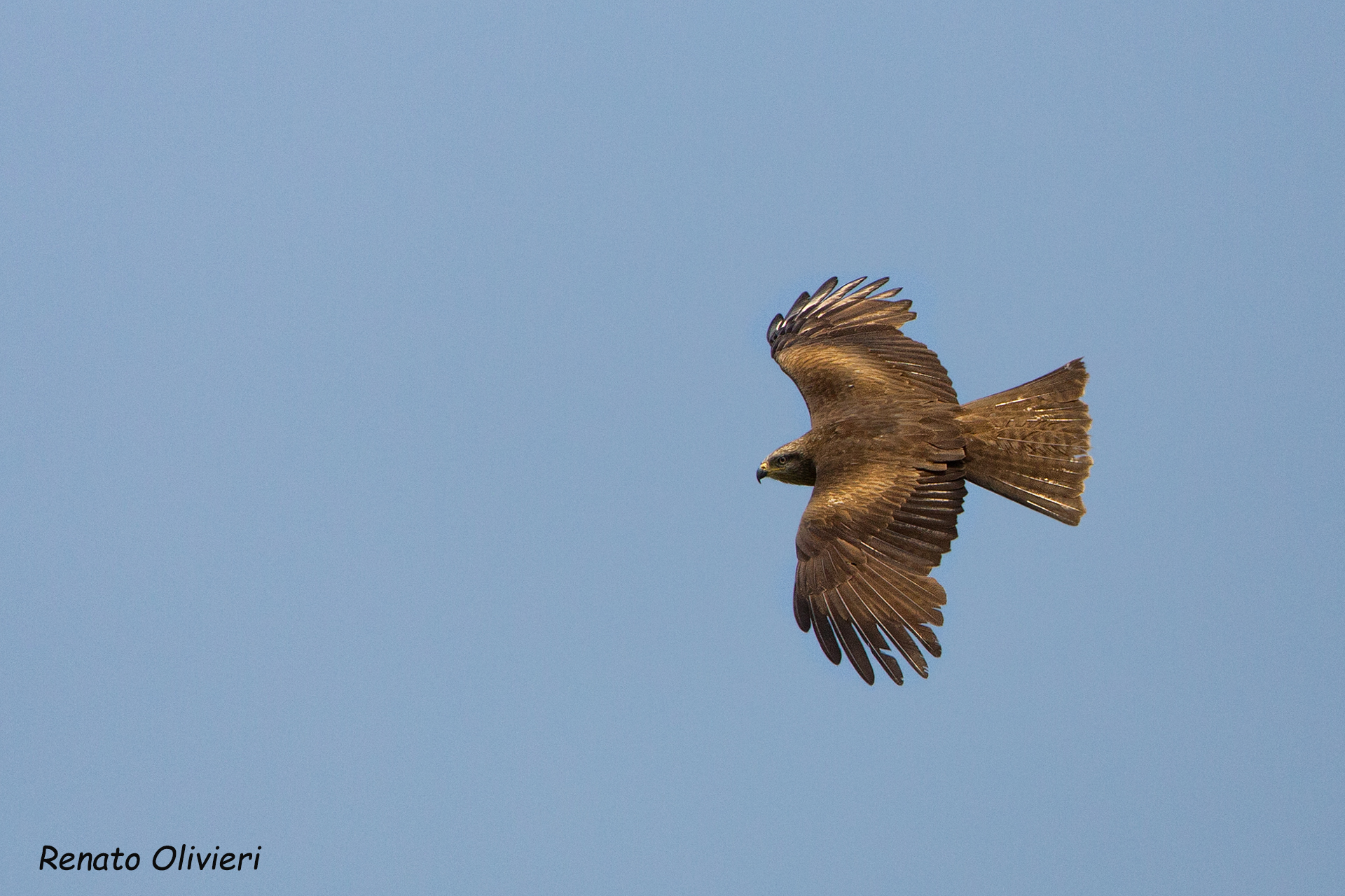 Nibbio Bruno (Milvus Migrans)