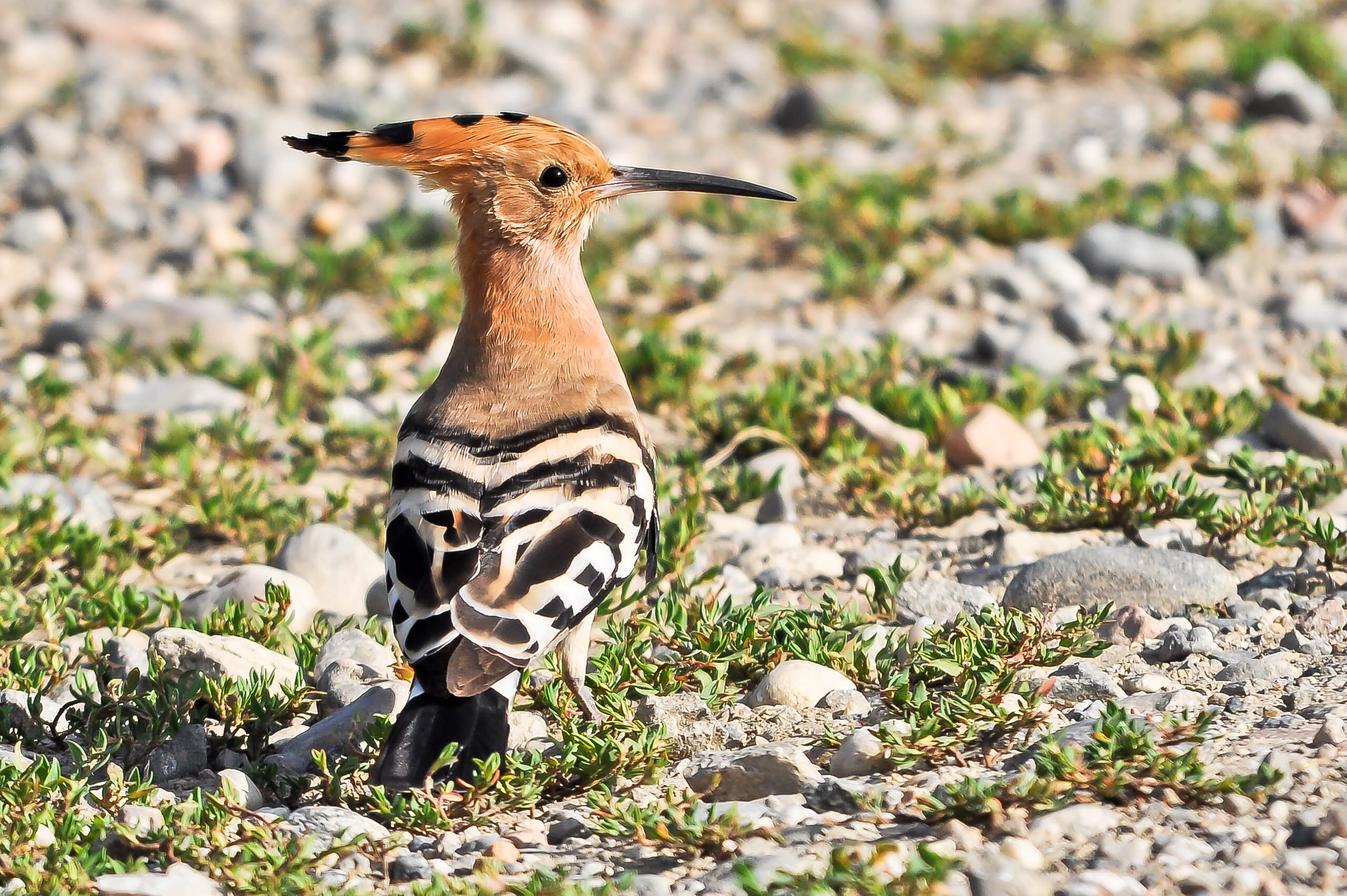 hoopoe