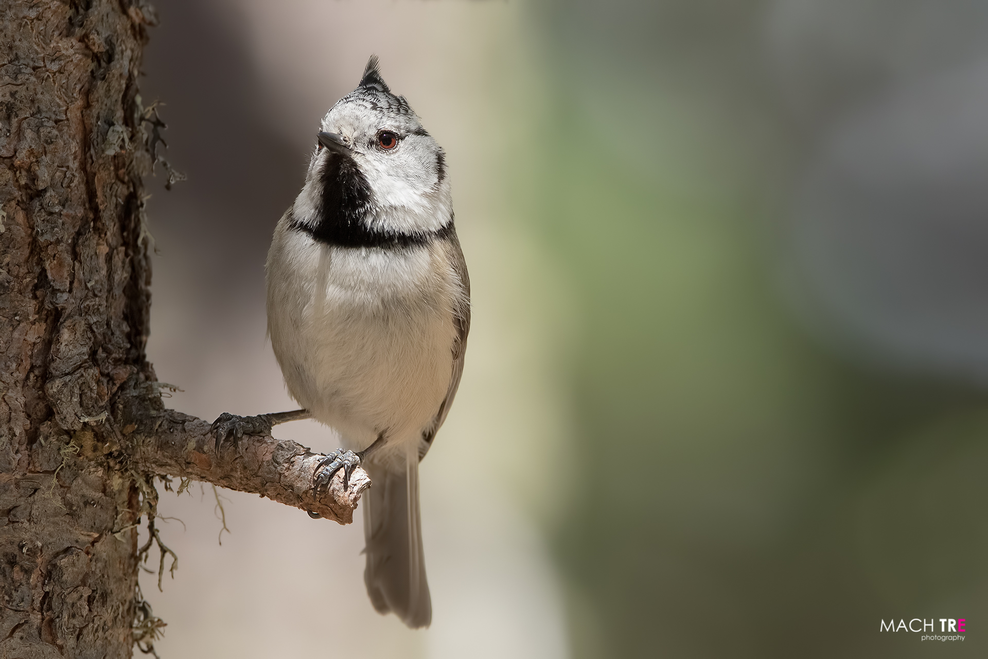 Cincia dal ciuffo (Lophophanes cristatus)