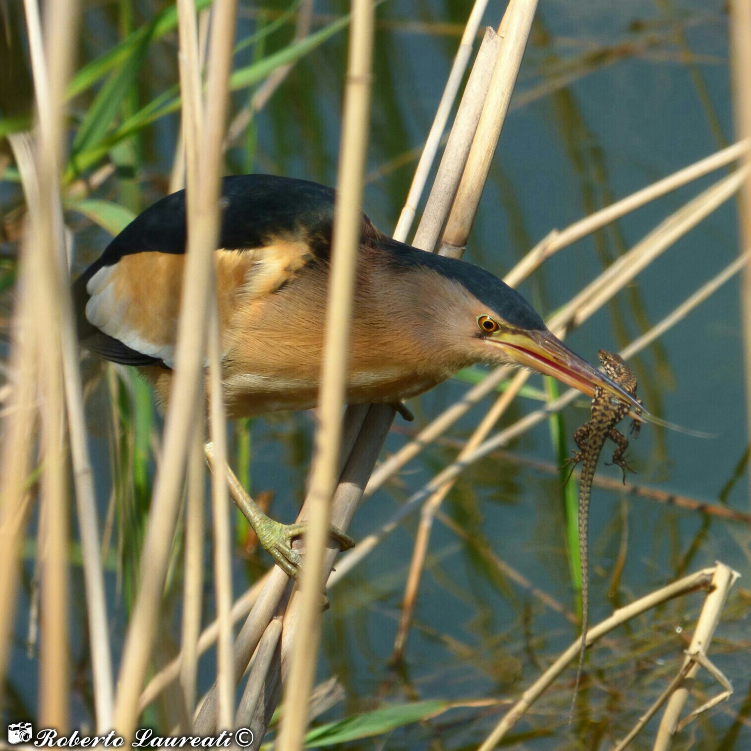Common Tarabusino (Ixobrychus minutus)