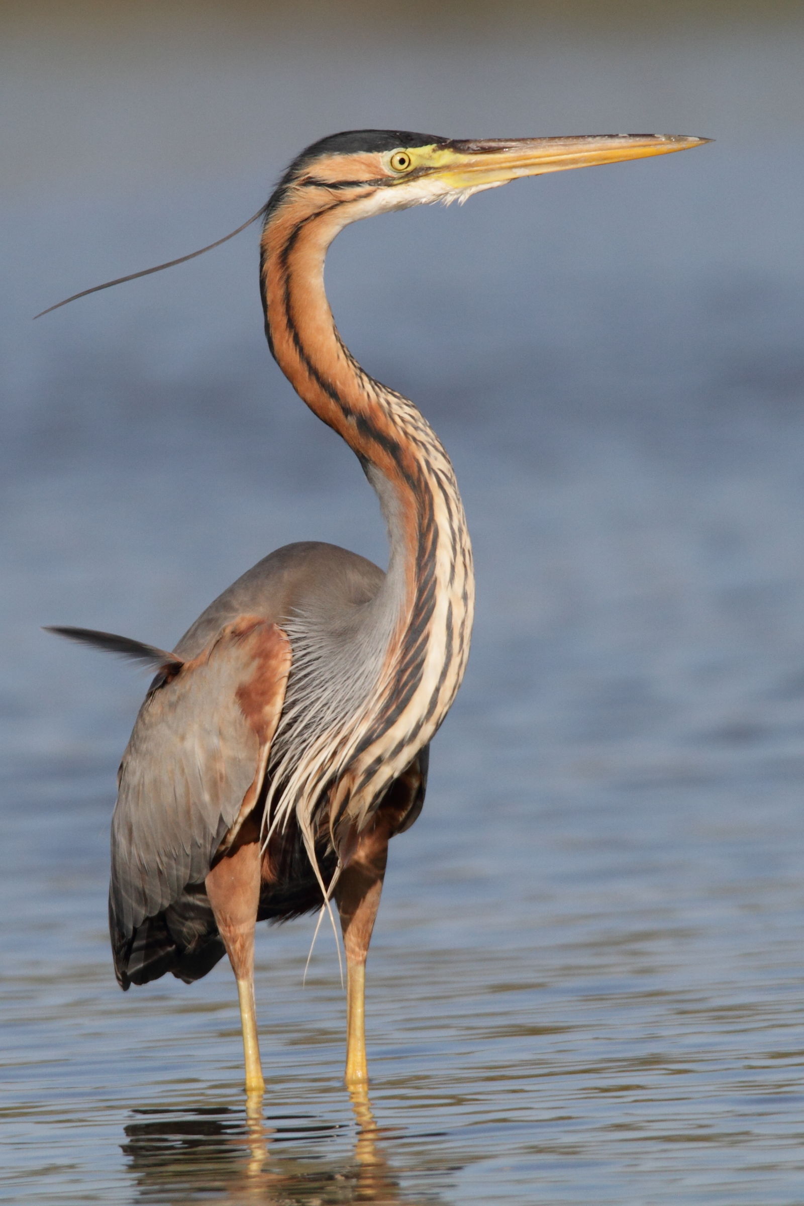 Red heron (the first photographer)