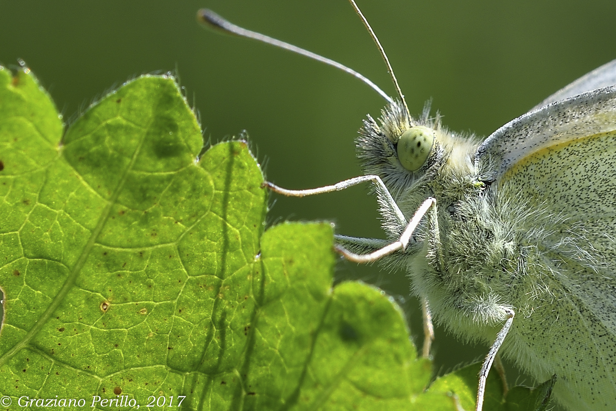 A butterfly not really bellina!