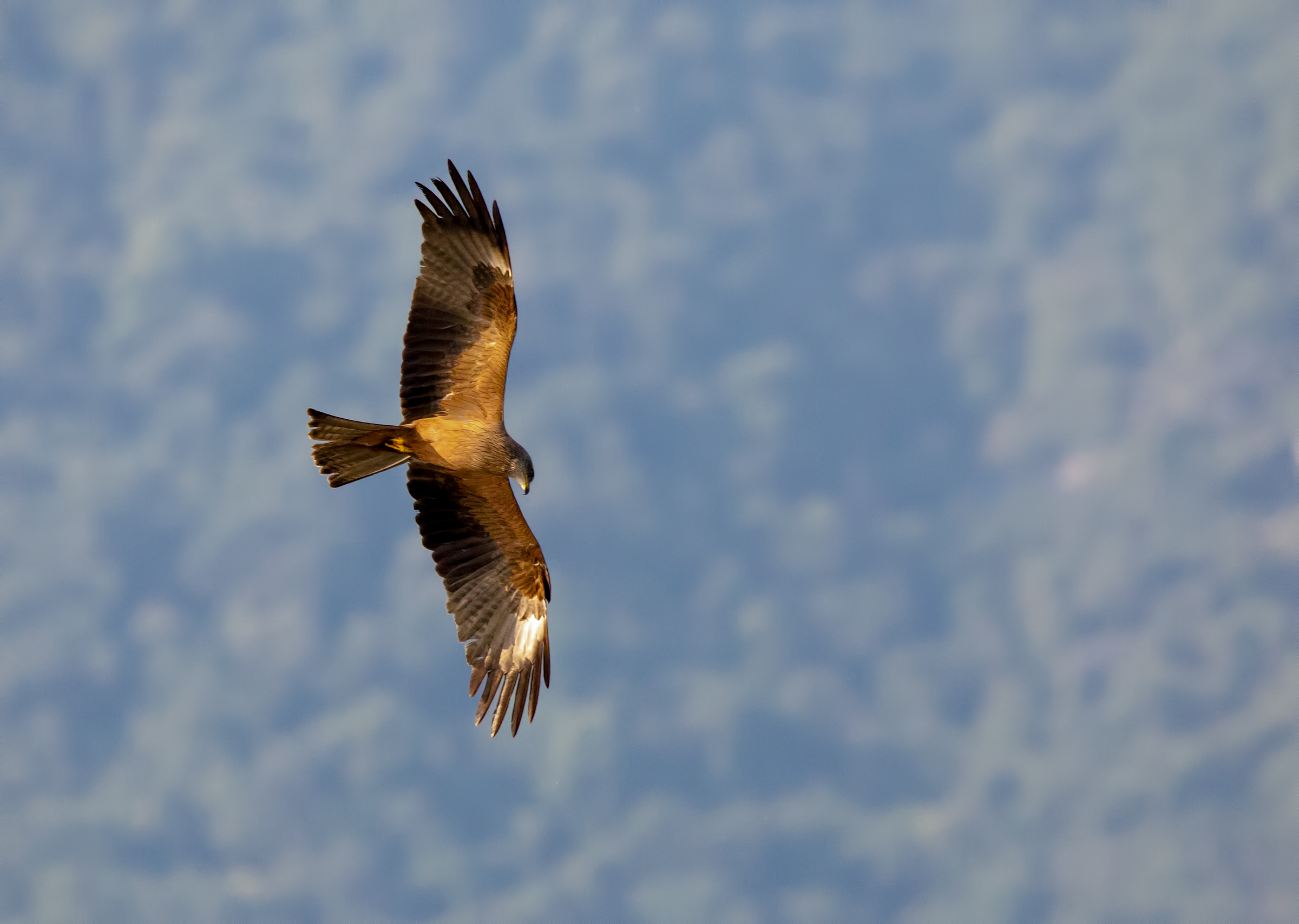 il mio nuovo amico .....al tramonto controluce.
