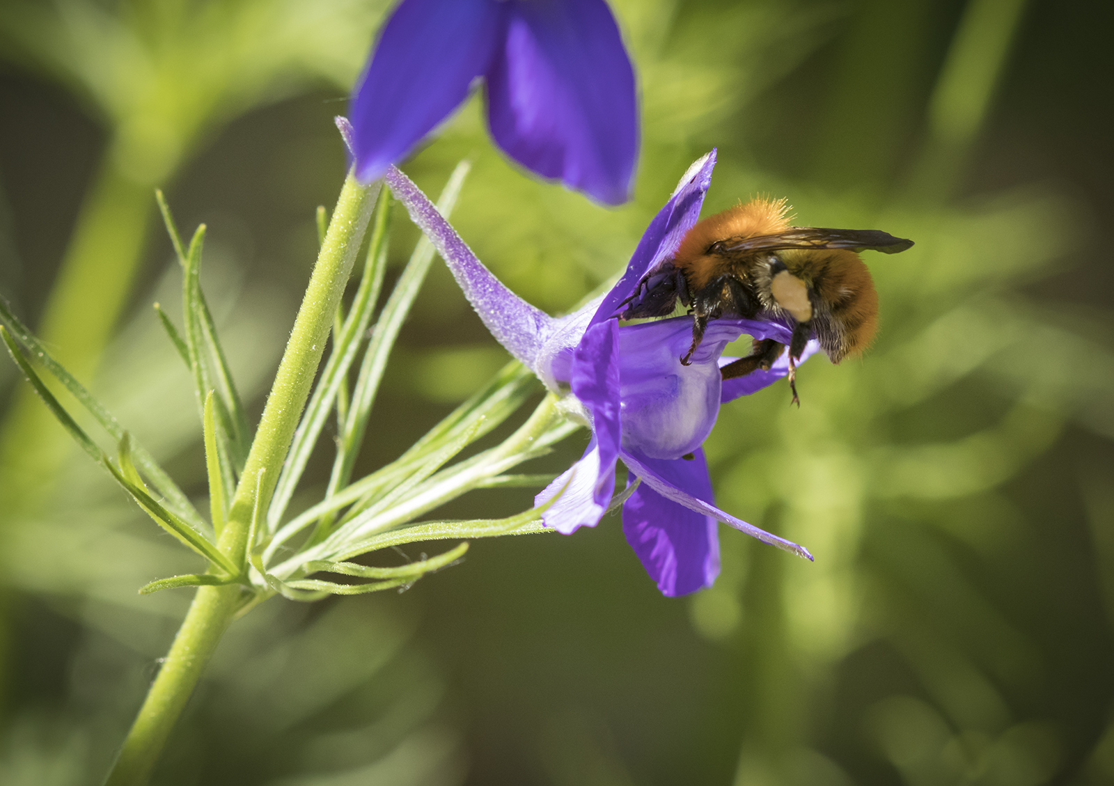 Bombus pascuorum at work
