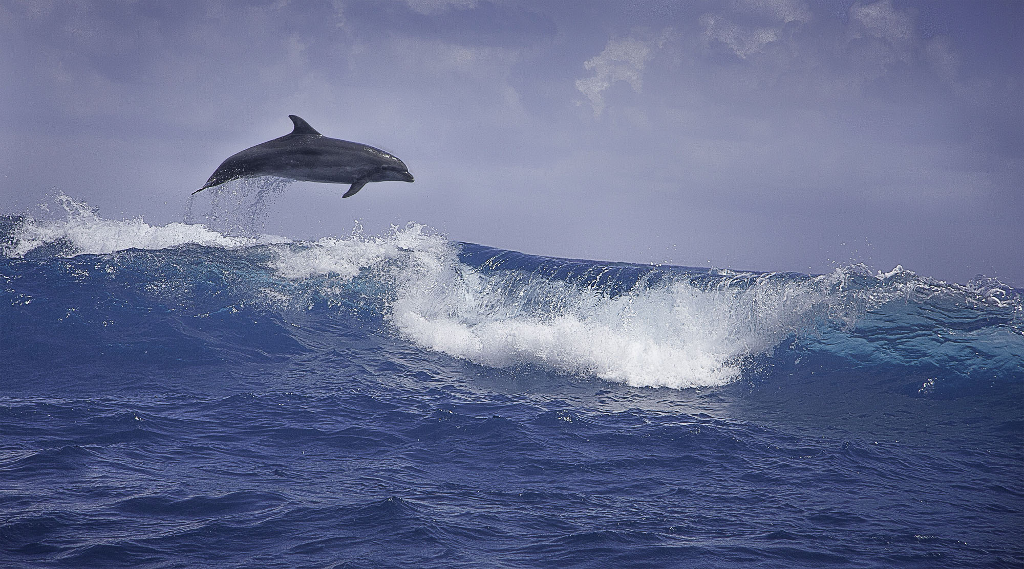 Delfino giocherellone...