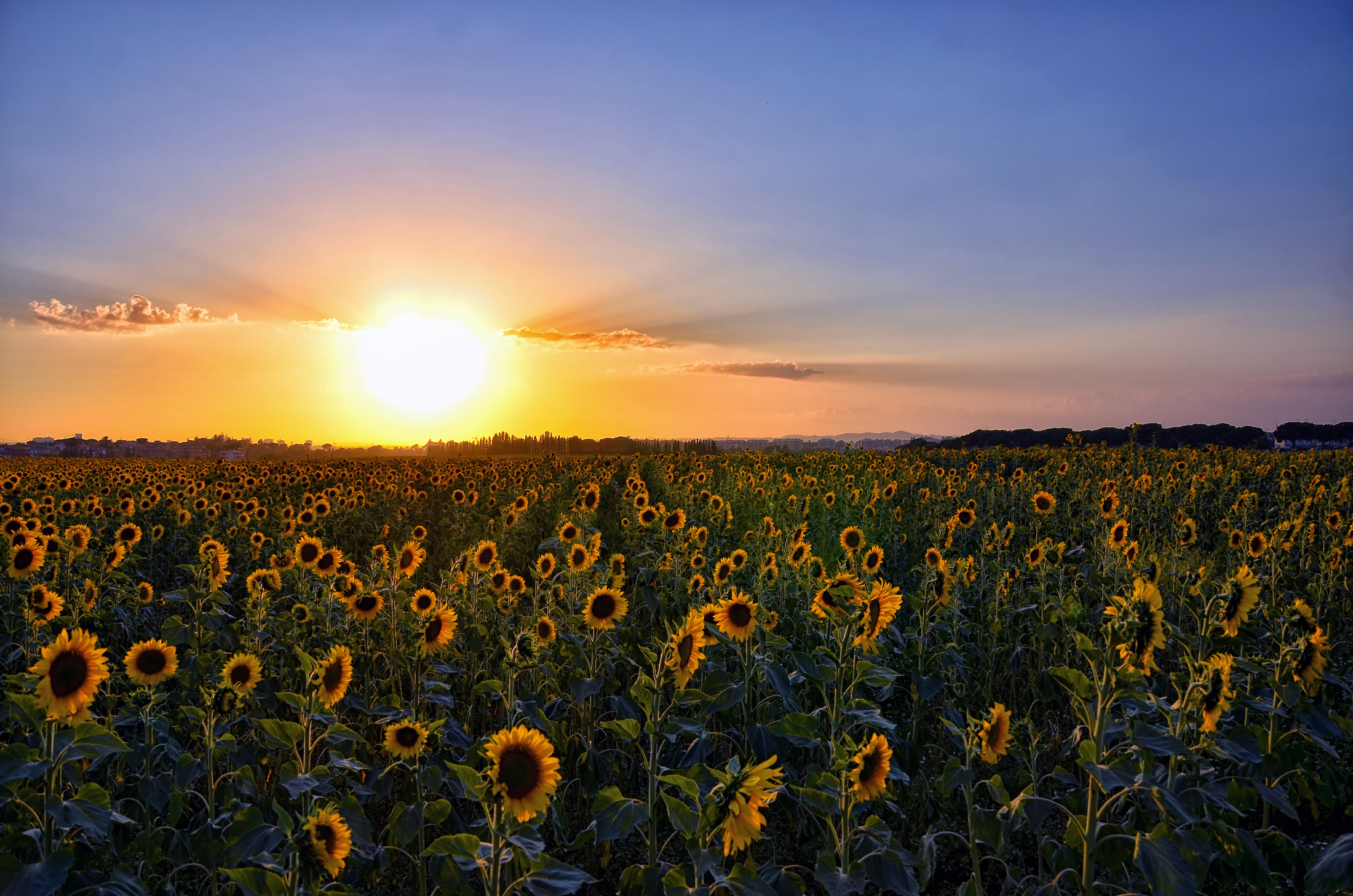 Girasoli al tramonto