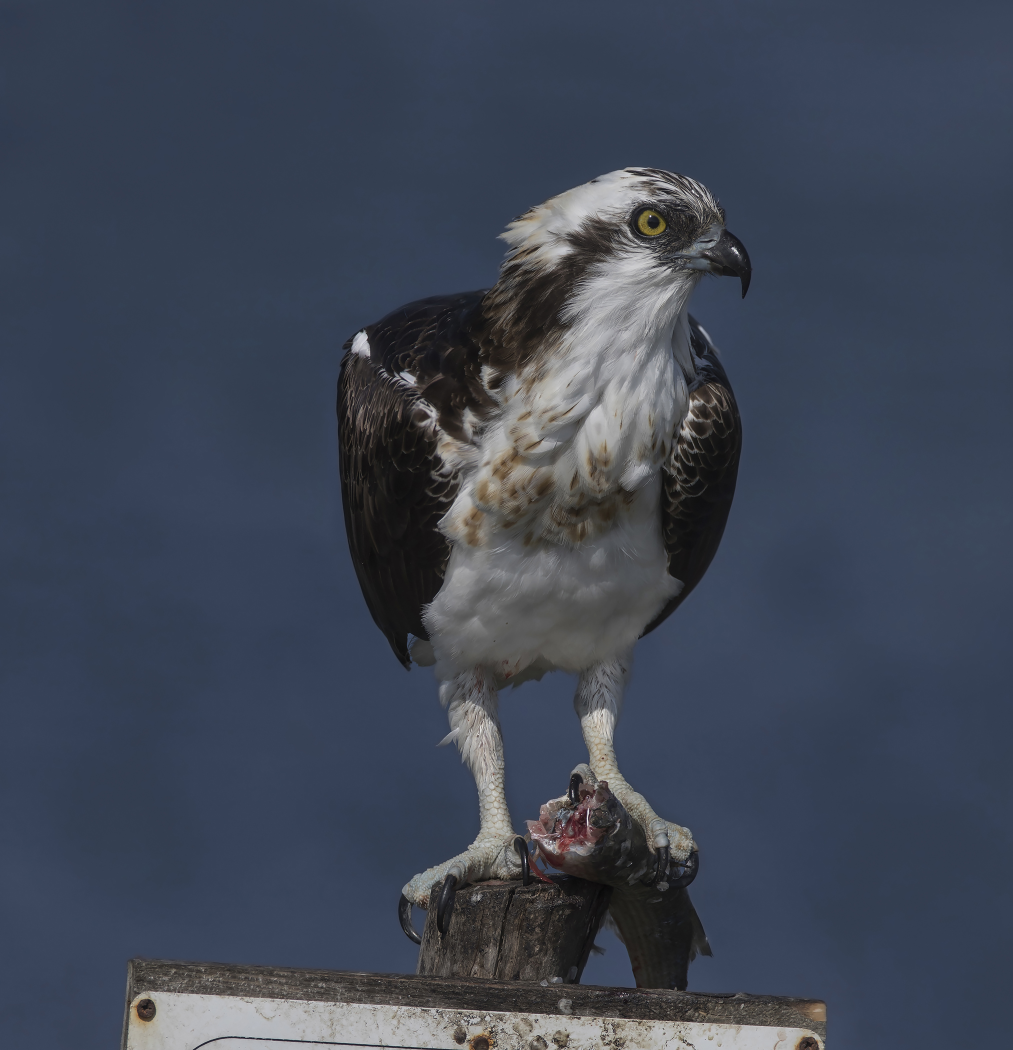 falco pescatore...le prime con 5dIV