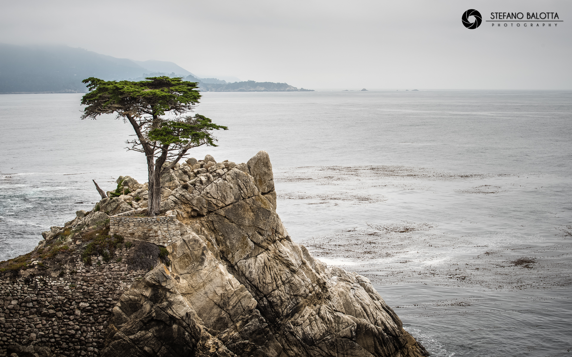 Lone Cypress