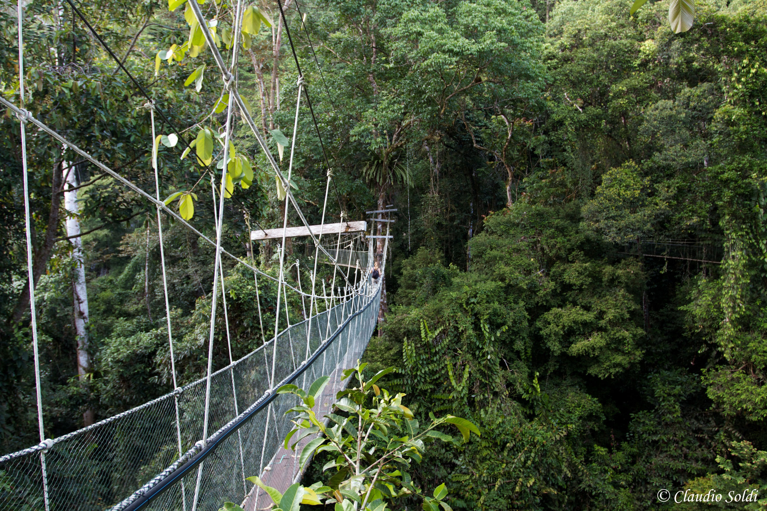 Canopy walk - Mulu NP