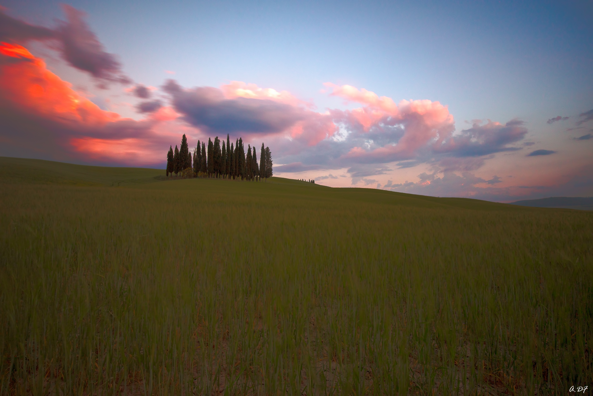 The Cypressines at the end of the sunset