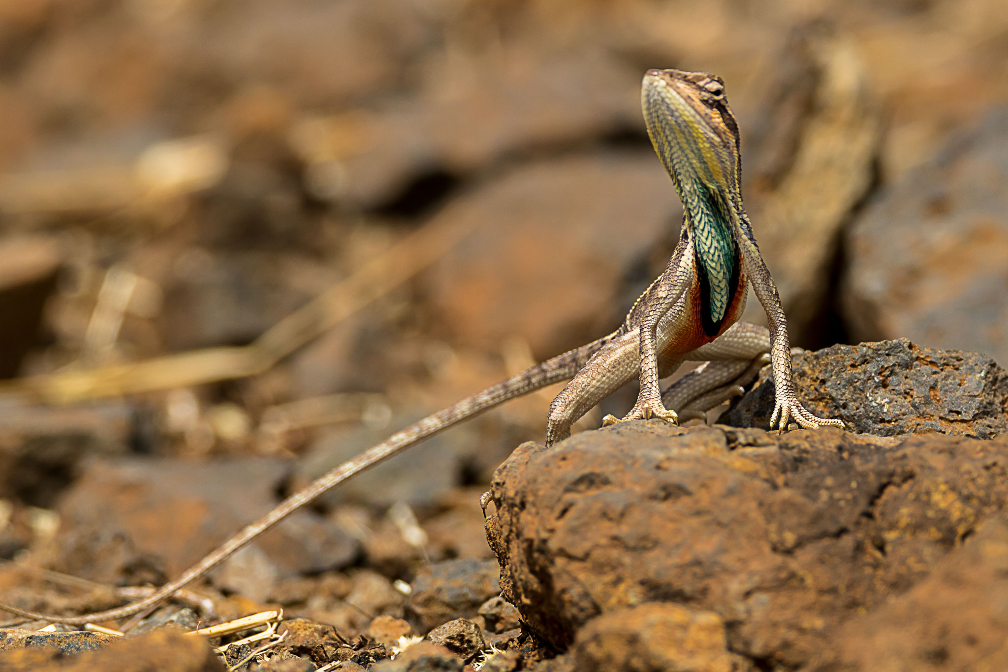 Fan throated lizard