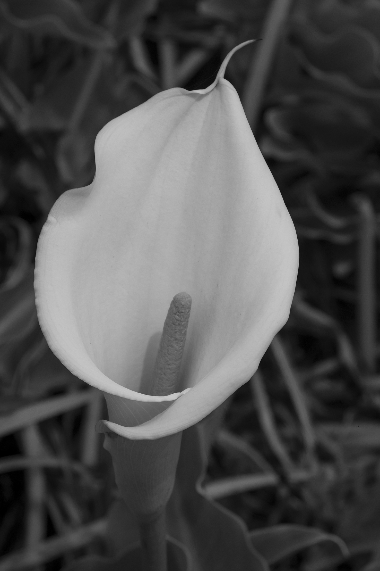 Calla