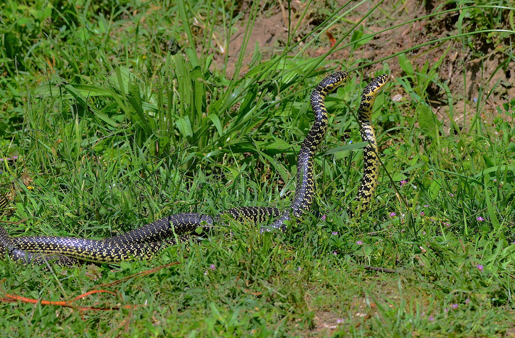 Biacchi in corteggiamento