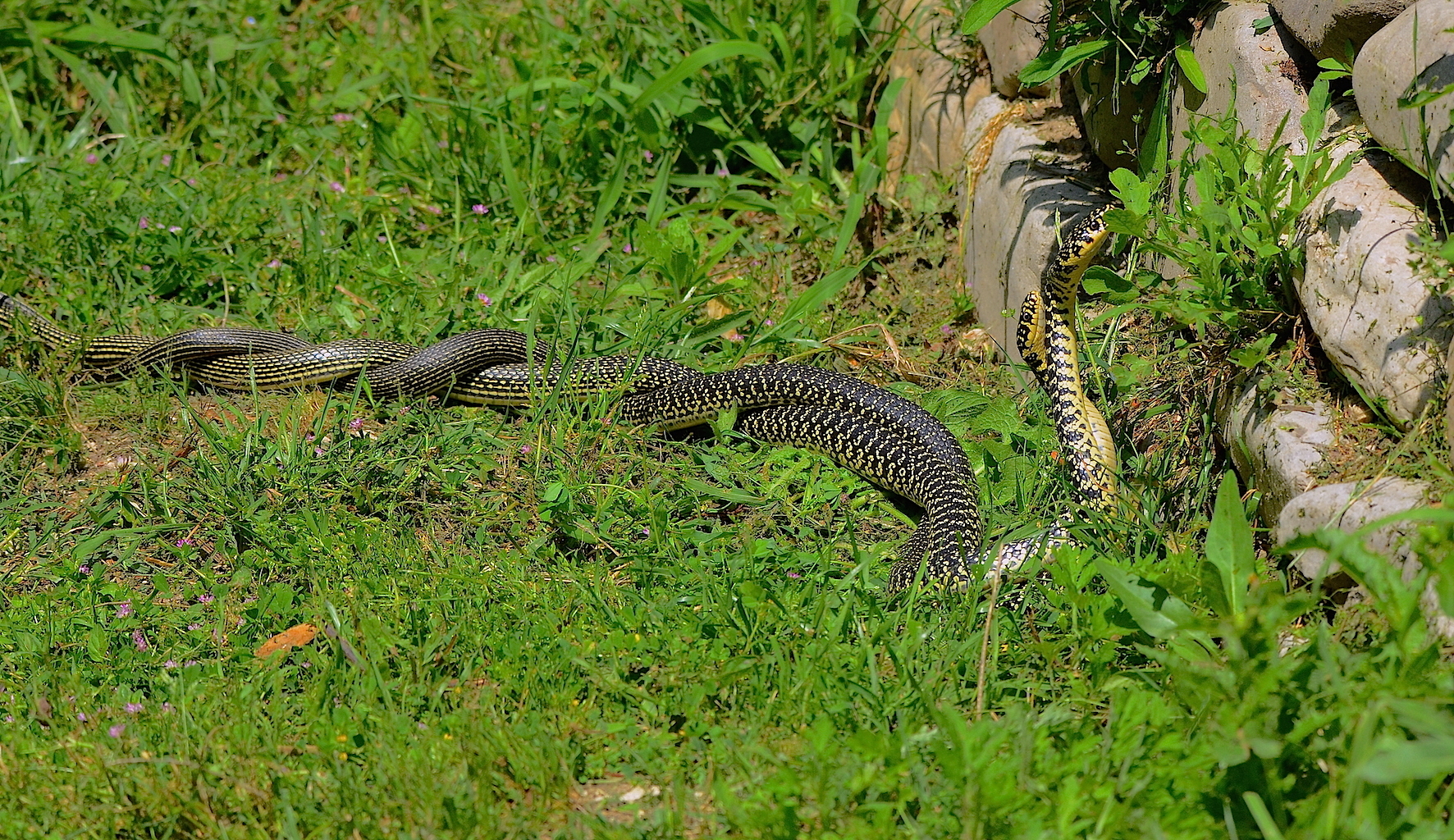 Couple of Biacchi (Hierophis viridiflavus)