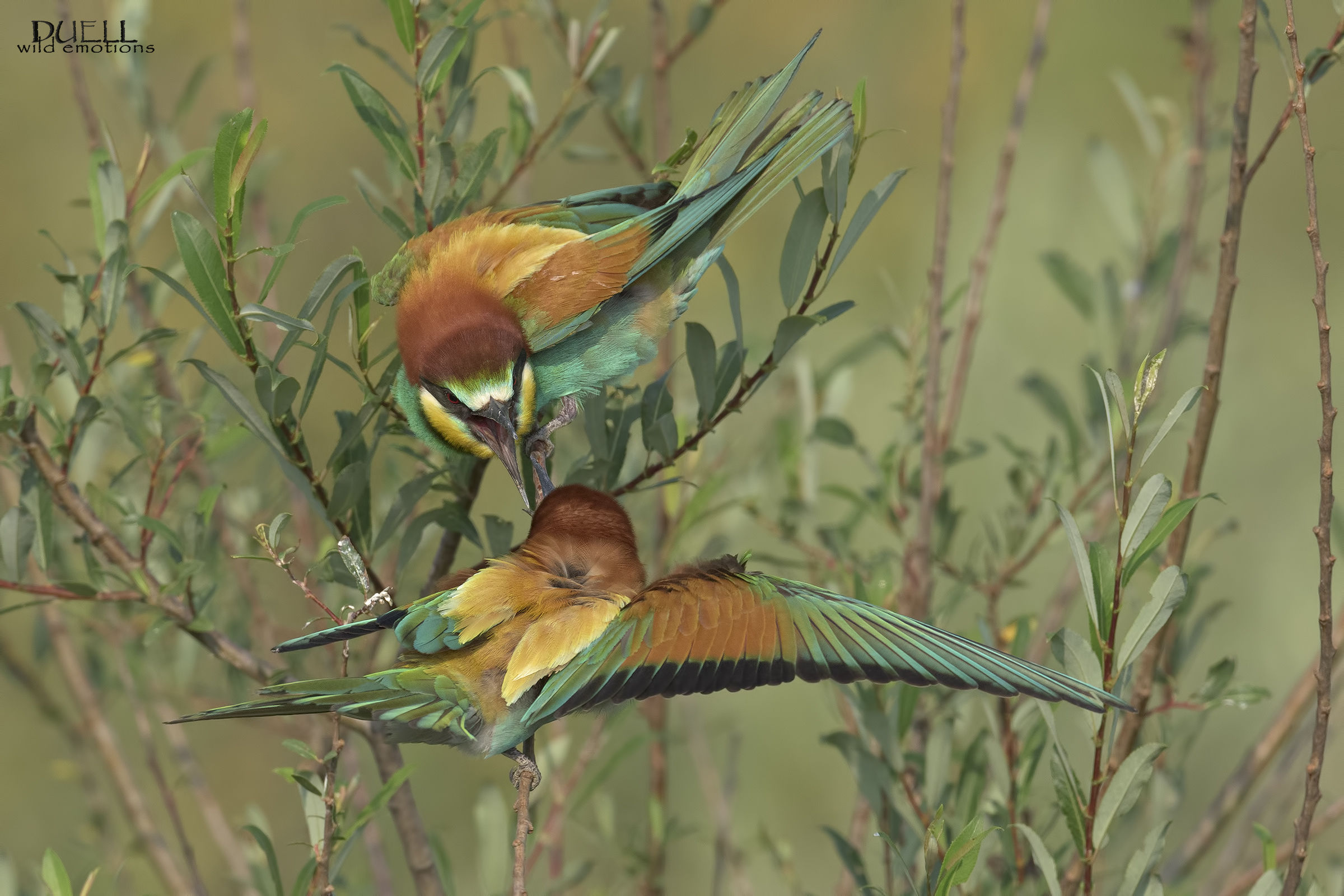 irascibili gruccioni