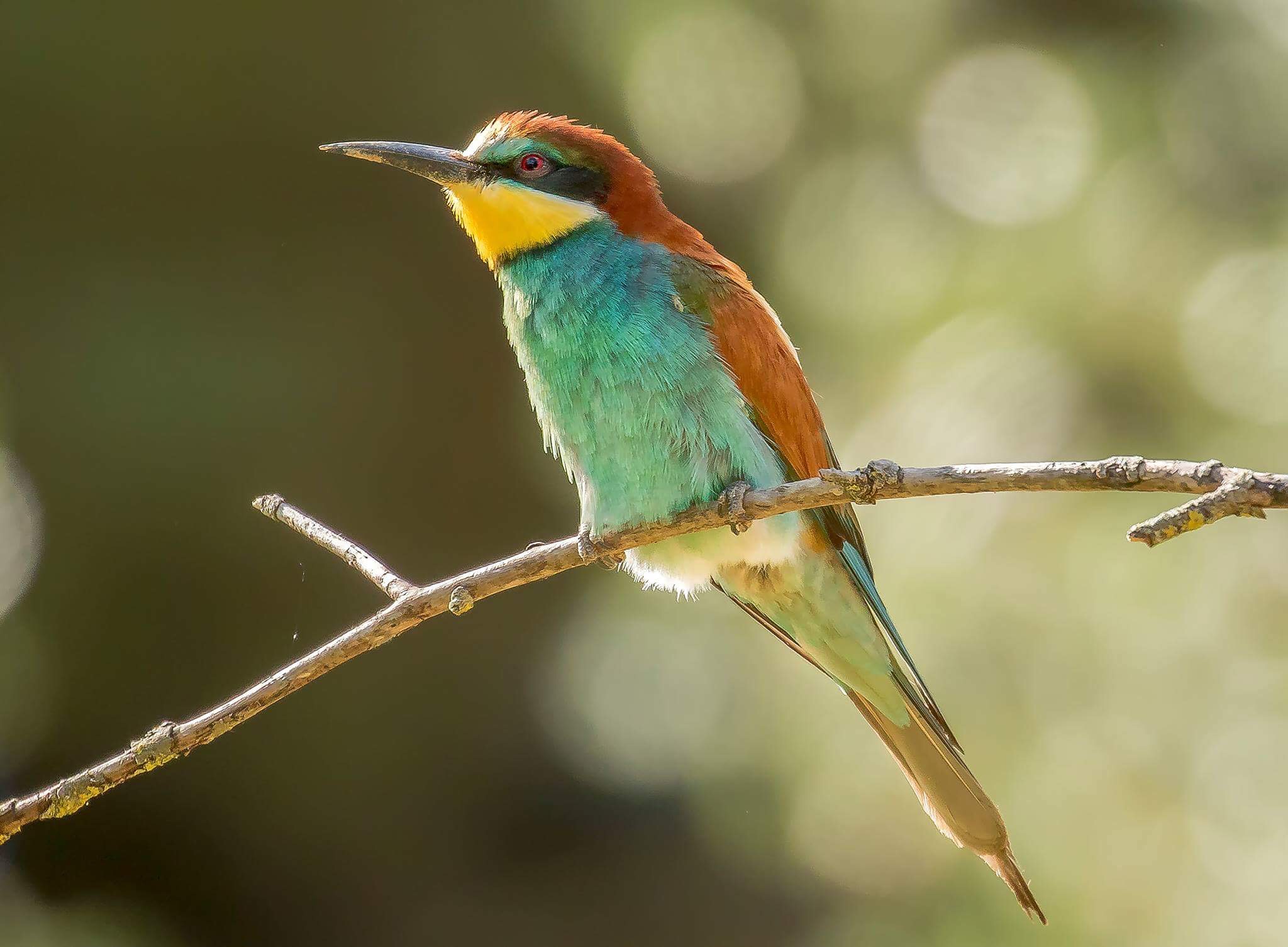 Merops apiaster