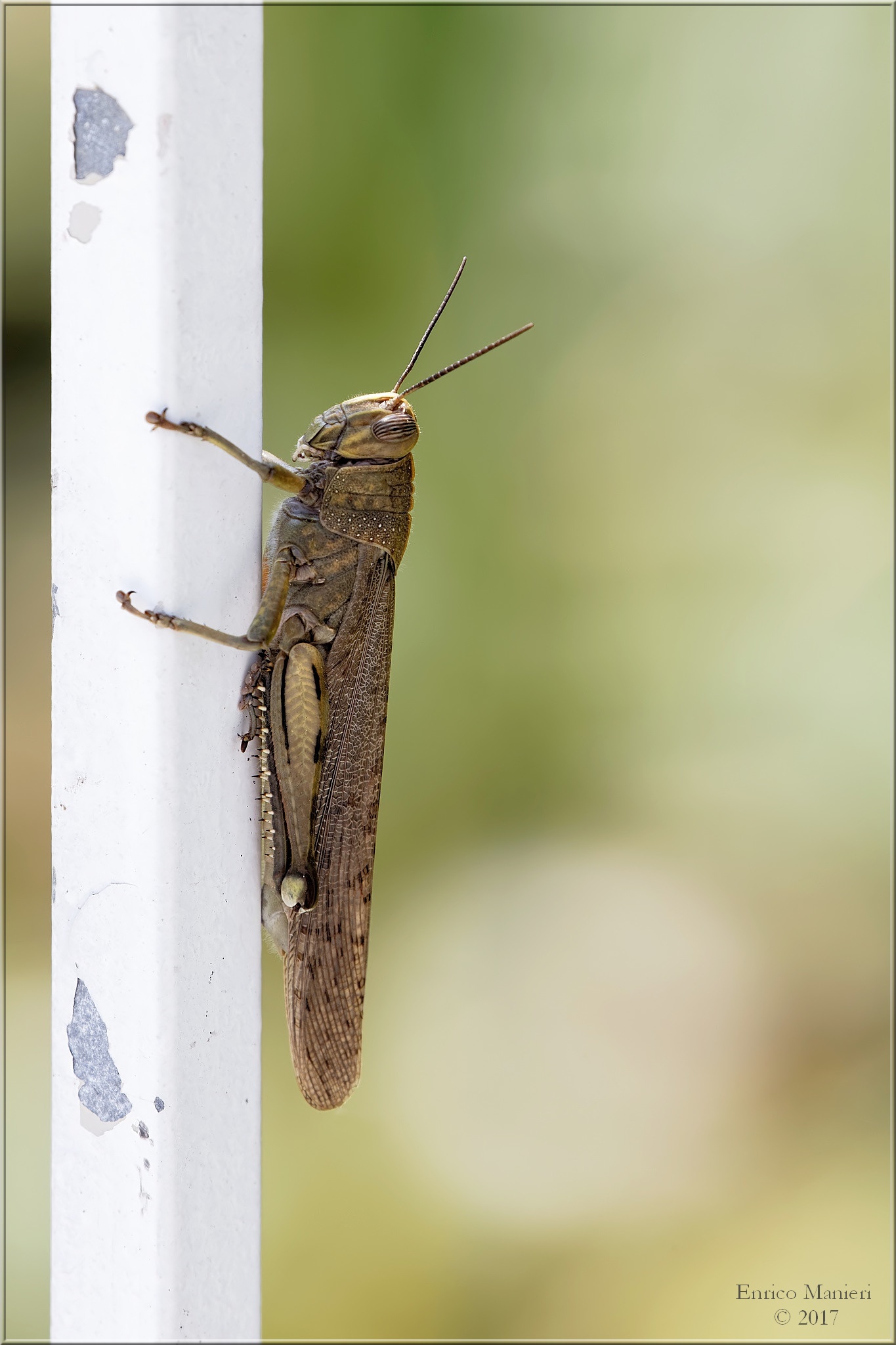 Locusta - Anacridium Aegyptium