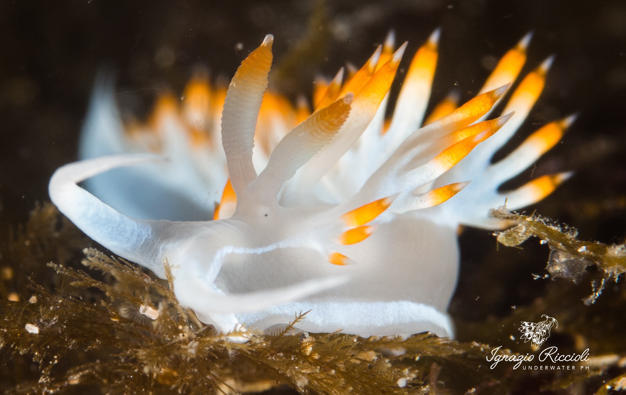 Flabellina Babay