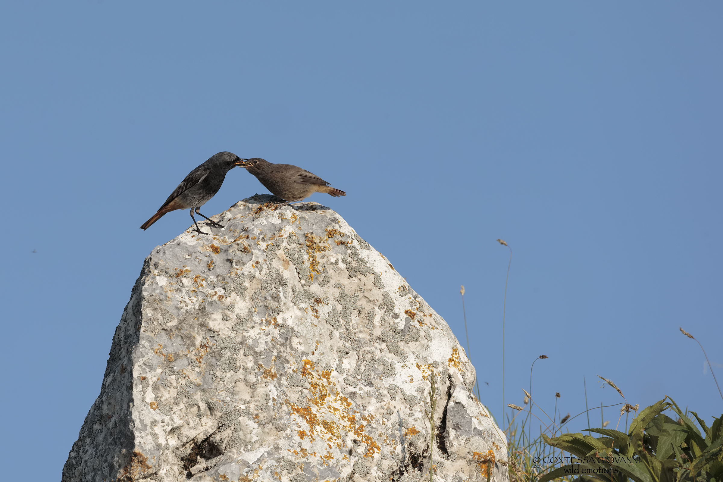 A chimney sweep that feeds the bottle