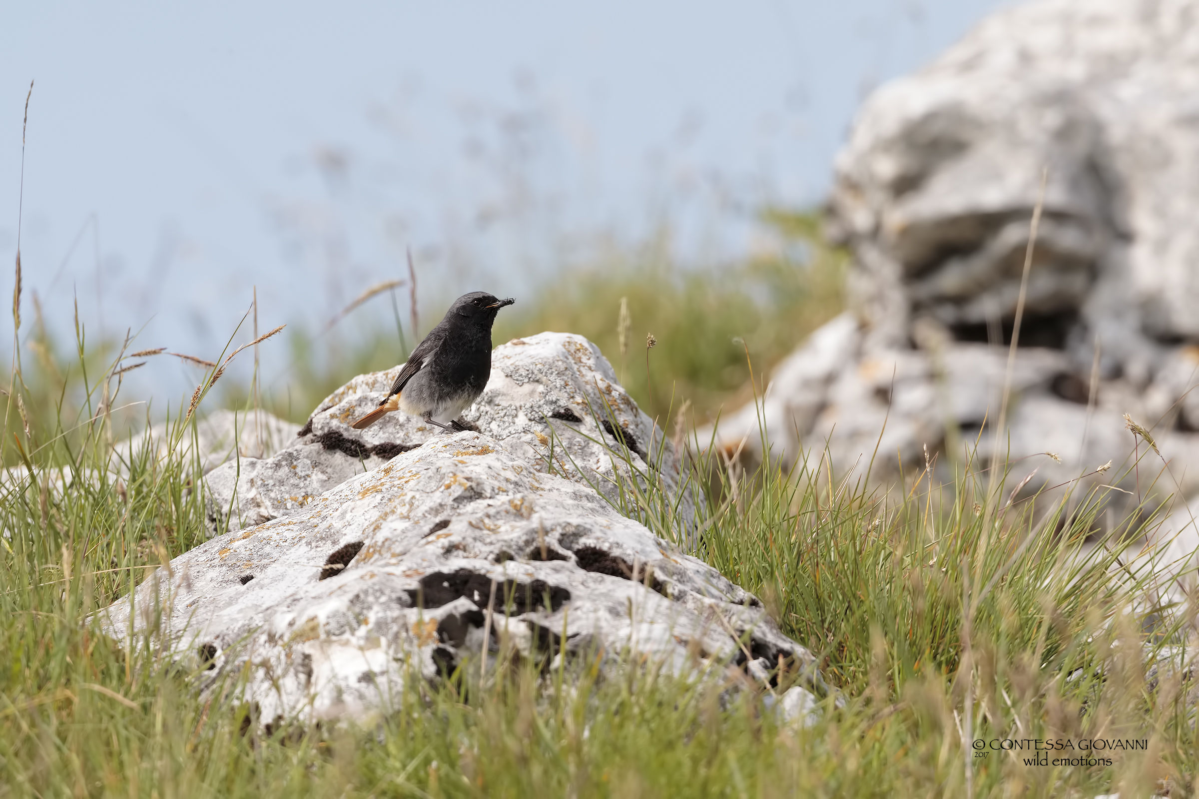 Chess player with prey