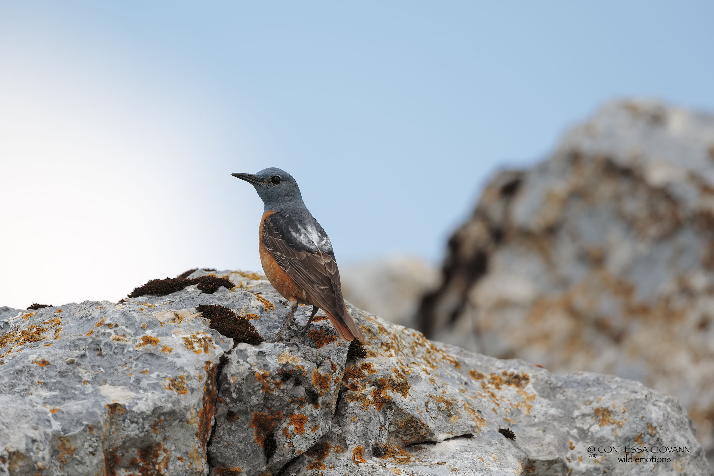 Codixone (monkey saxatilis)