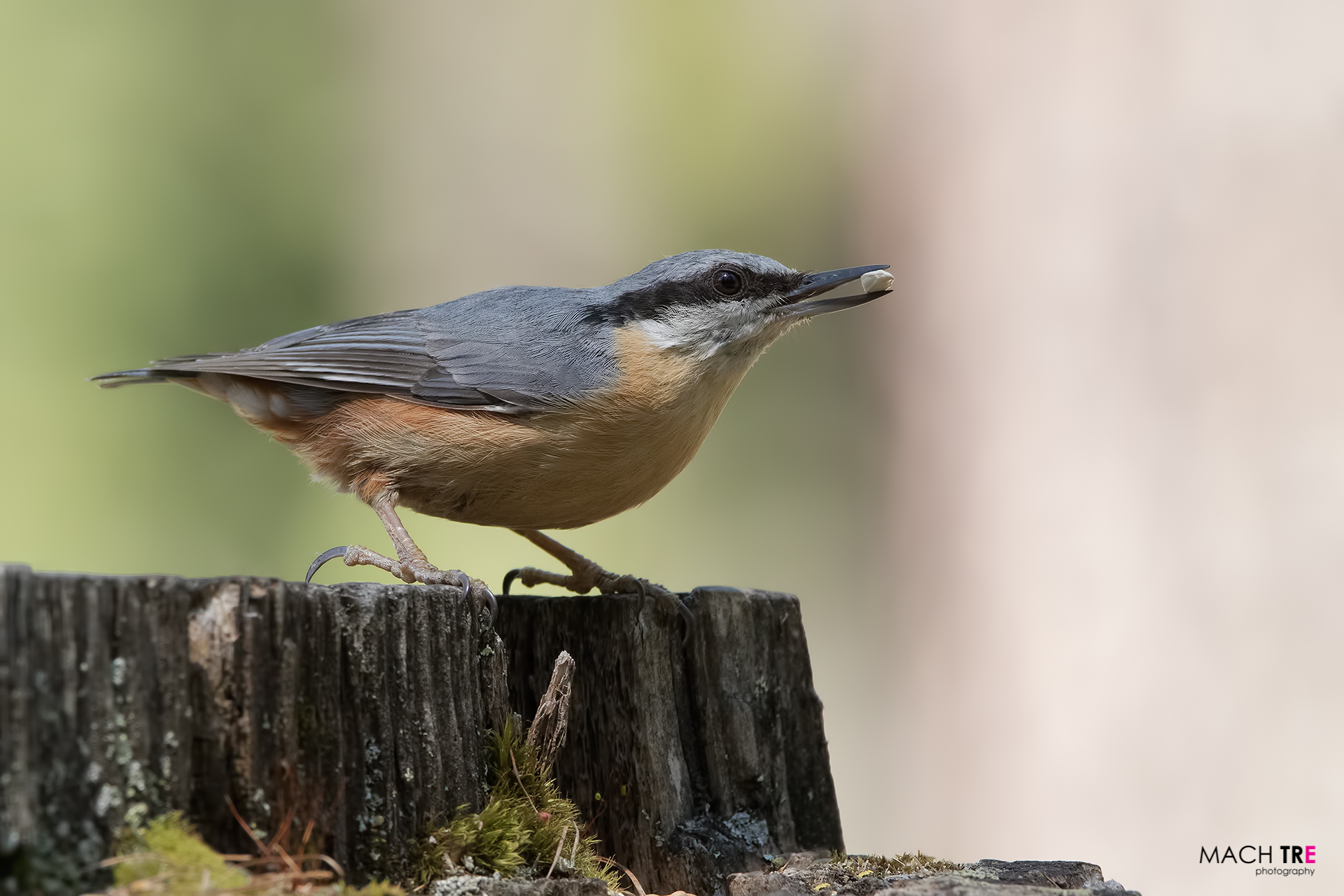 Picchio muratore (Sitta europaea)