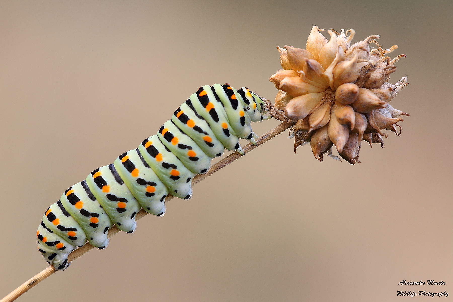 Bruco di Macaone