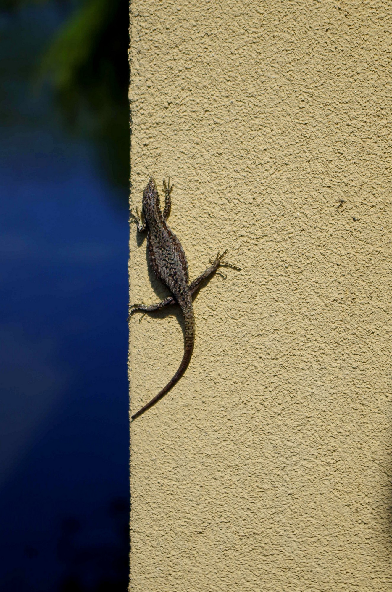 non fare la lucertola