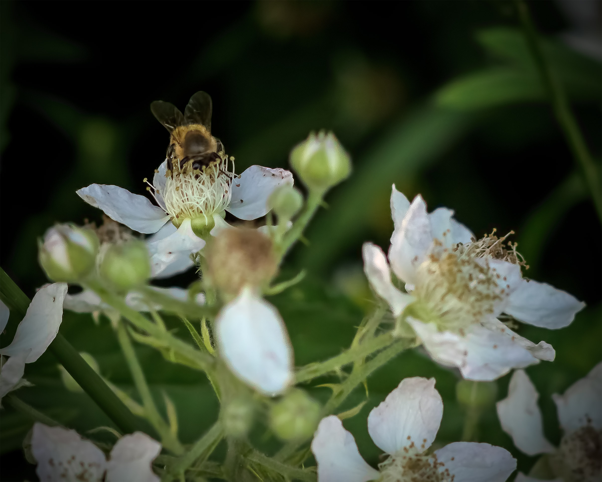 With his face in the dish