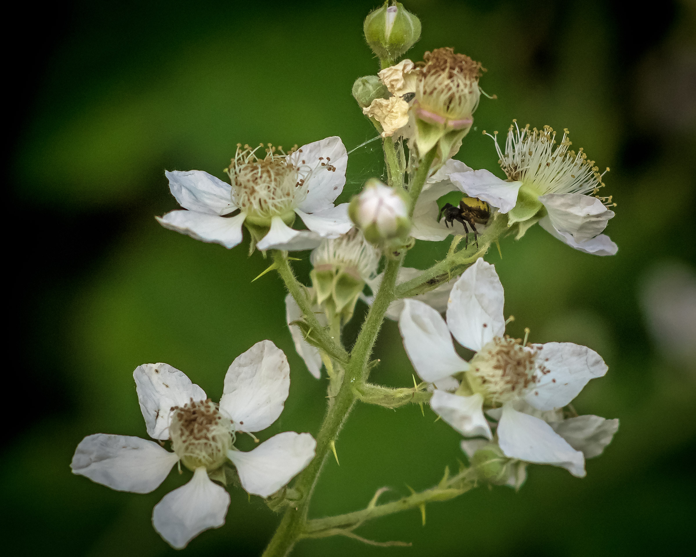 Surprise among the flowers ...