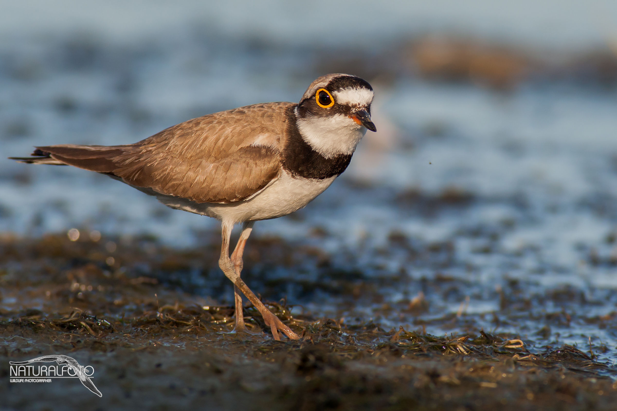 Corriere piccolo, capanno riva 3